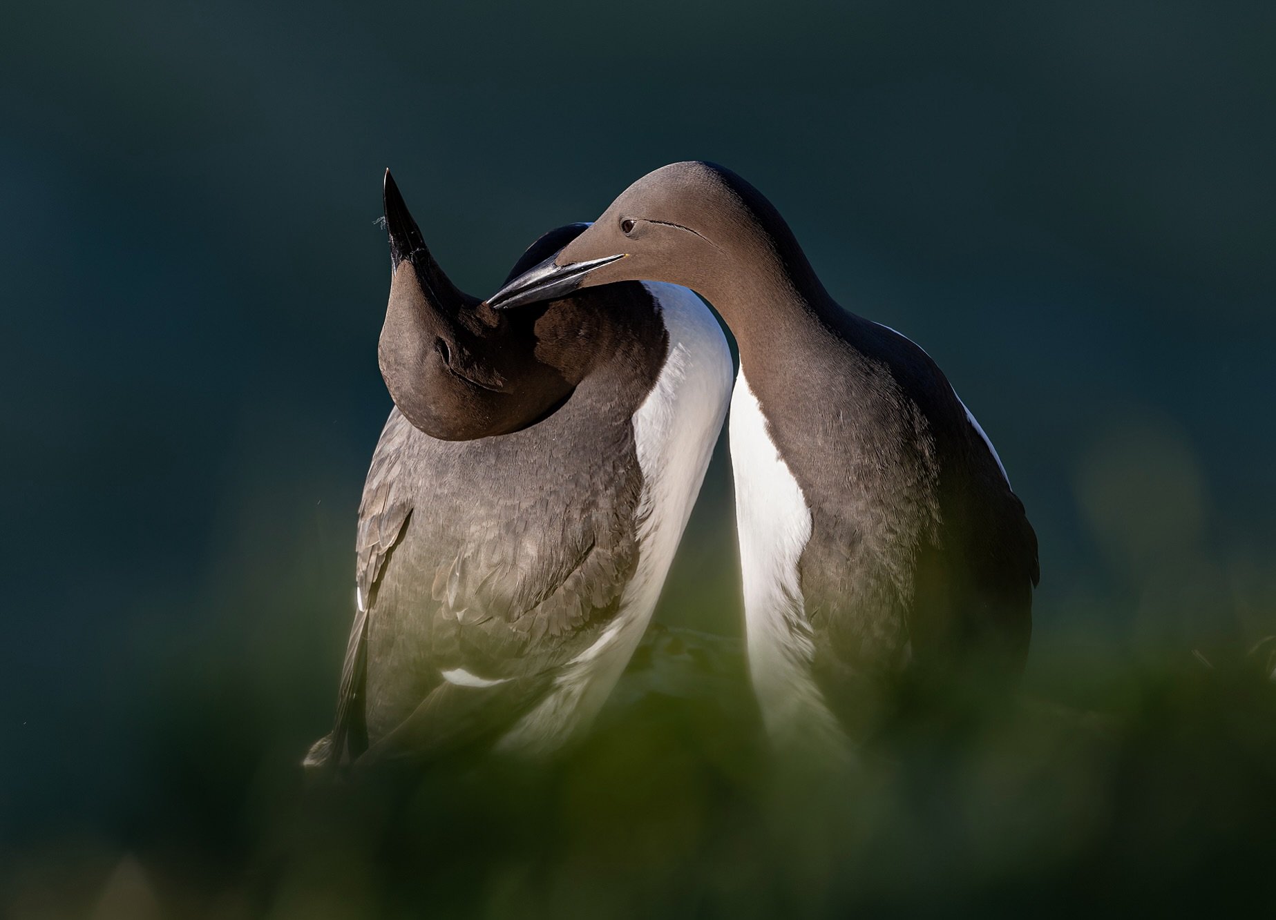 Sharing the love on International Guillemot Appreciation Day!!! 
💚

One of my favourite auks because they are so close to penguins 🐧🐧 and we all know how much I love penguins! 

Luckily, I don&rsquo;t have to get on a plane to see Guillemot&rsquo;