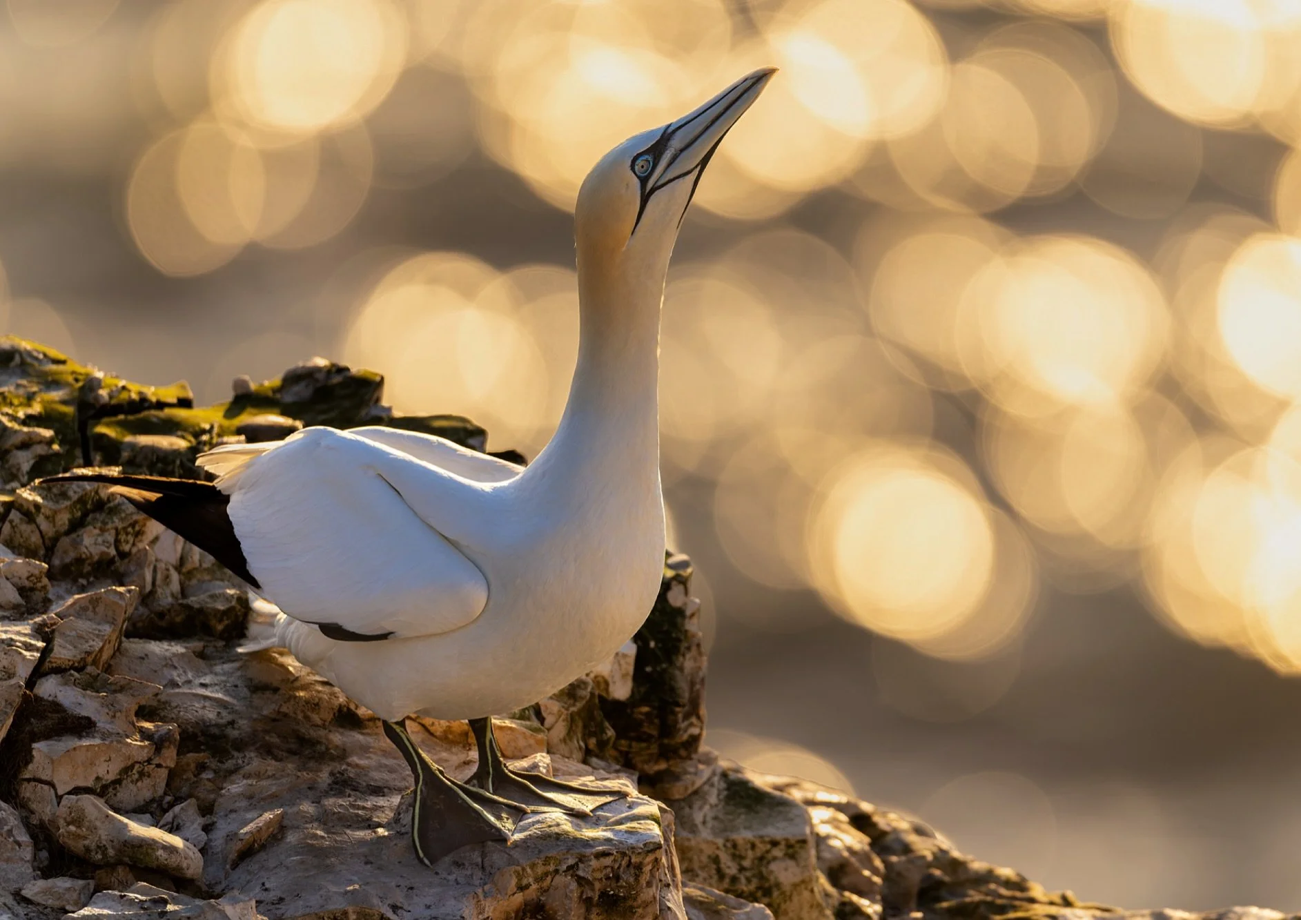 Sunshine sparkles!!!! ✨ 

This Gannet at Bempton Cliffs was showing signs of sky pointing before getting ready to take to the sky&hellip; and just look at those beautiful sunshine sparkles in the sea behind it&hellip; 

This shot is only possible at 