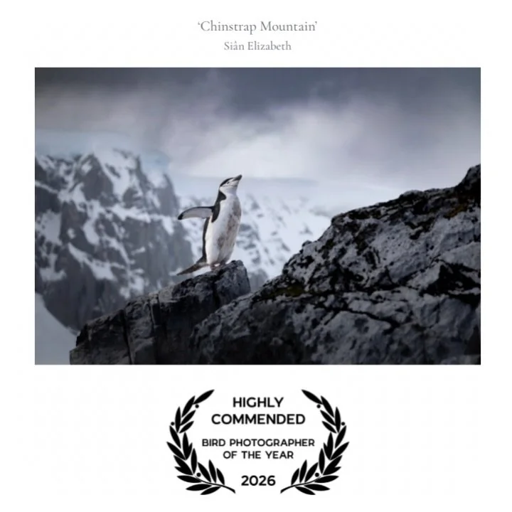 I have some very exciting news to share this morning&hellip;. 

My image &lsquo;Chinstrap Penguin&rsquo; has been Awarded &lsquo;Highly Commended&rsquo; in Bird Photographer of the Year 2026!!!

I&rsquo;m so unbelievably happy and proud - this image 