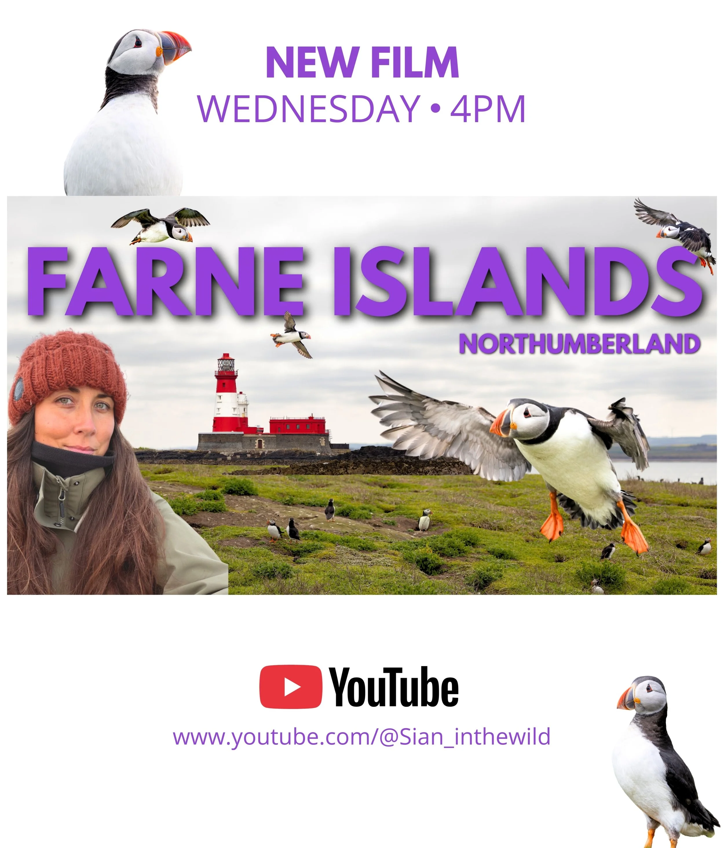 Coming this WILDLIFE WEDNESDAY&hellip; 💜

This week I&rsquo;m heading to the Farne Islands, Northumberland, home to thousands of seabirds and, at the right time of year, one of the best places in the UK to photograph puffins! 

It was windy, foggy, 