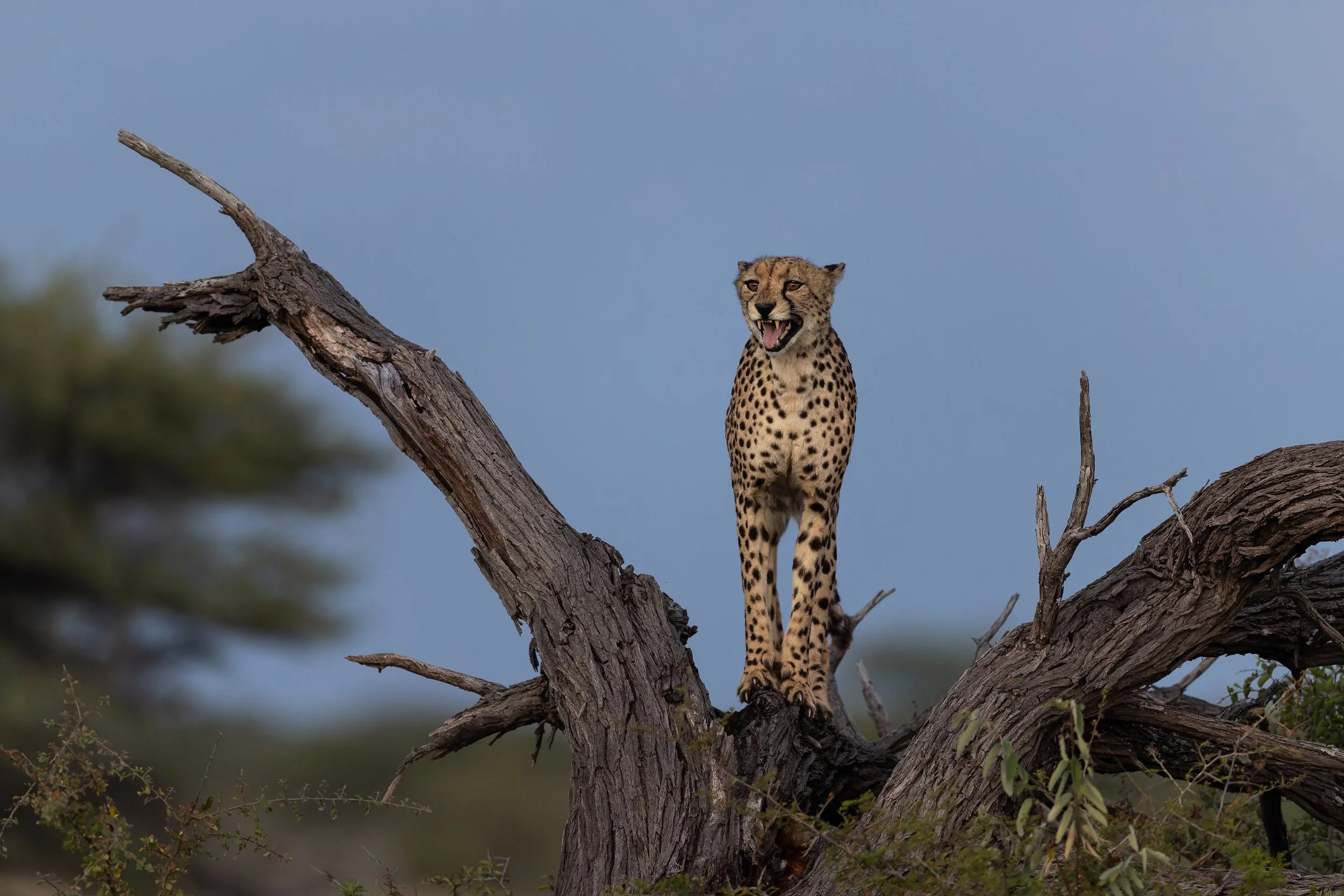 A cheetah standing on a large, dead tree branch with a blue sky in the background.