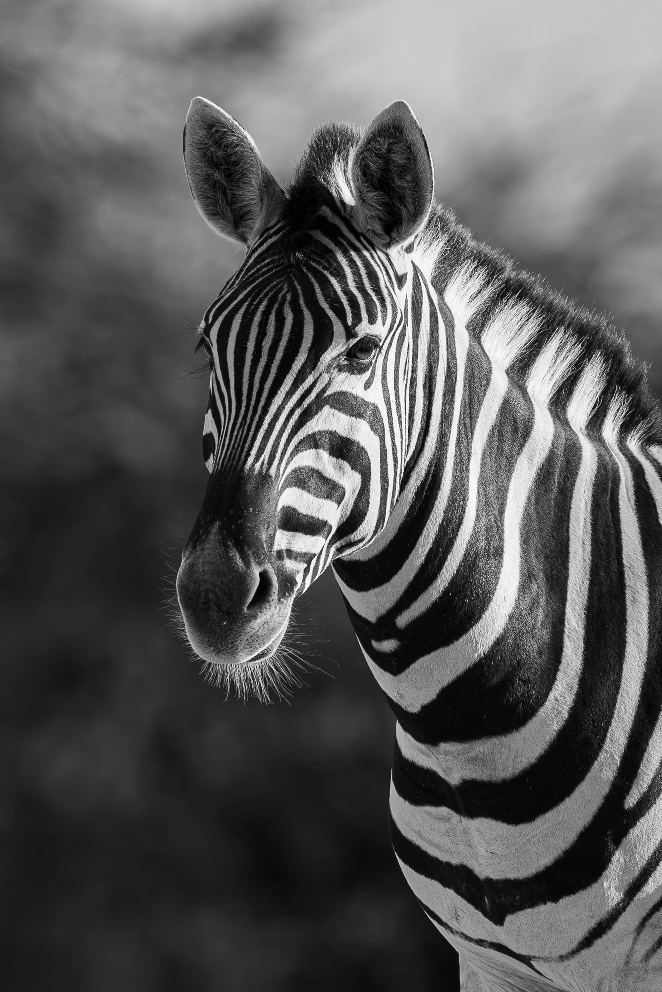 _5II0864.jpg