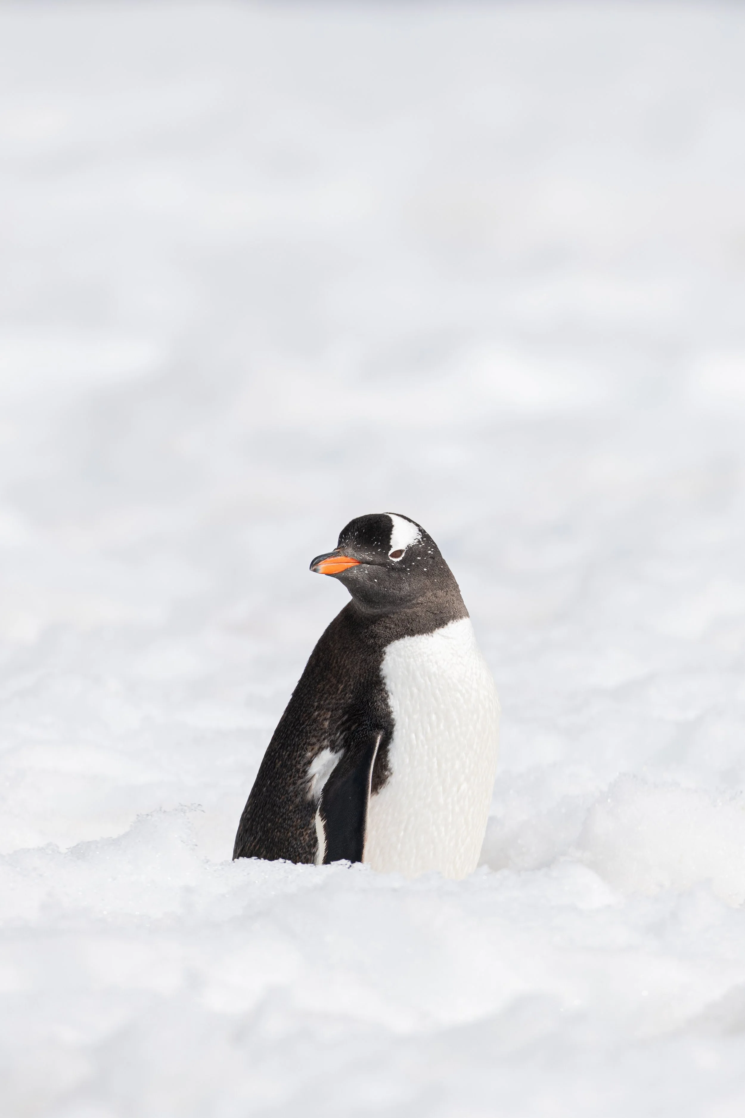 A penguin standing on snow with a cloudy sky in the background.
