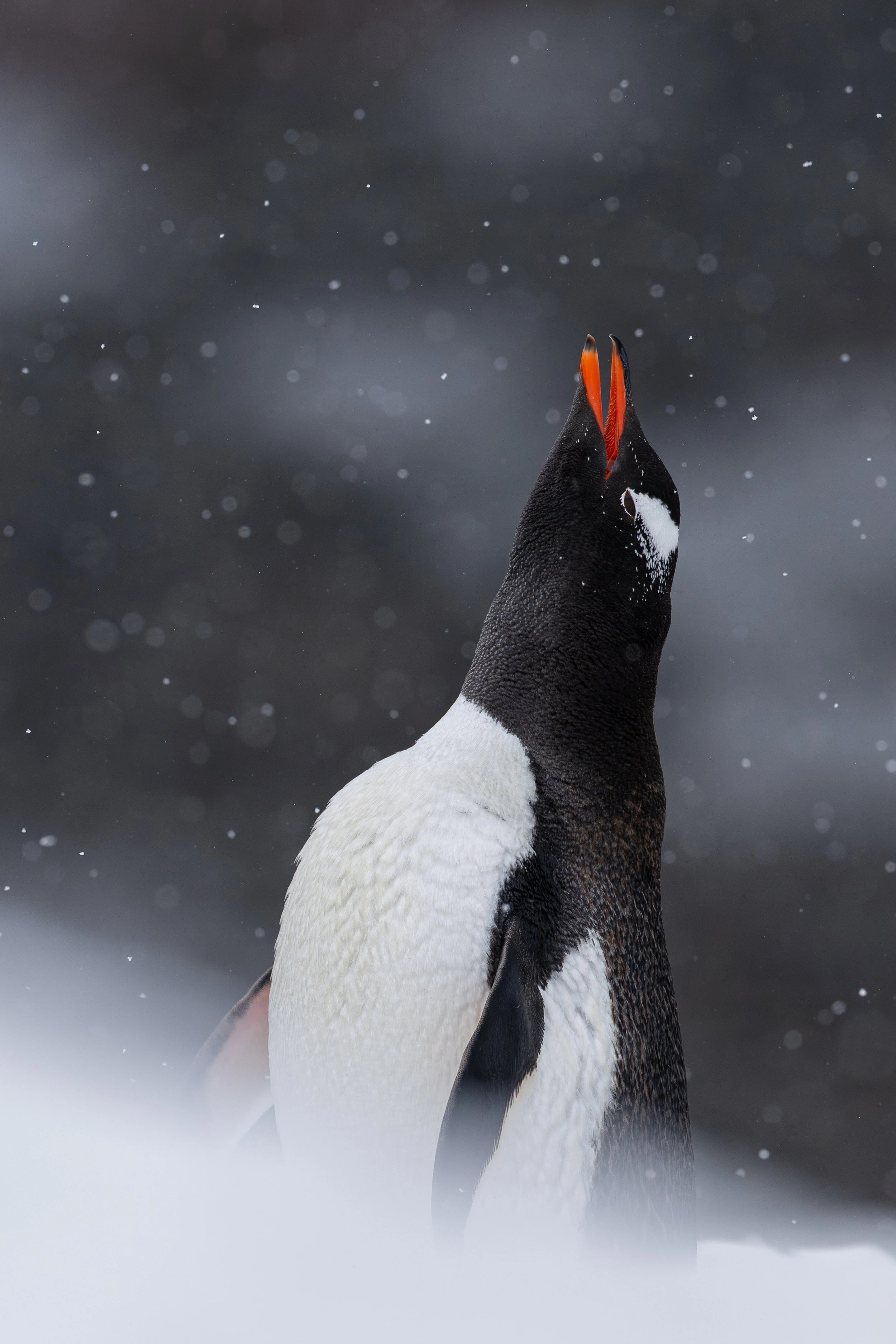 A close-up of two penguins in the snow, with one penguin's head raised and beak open, in a snowy, cold environment.
