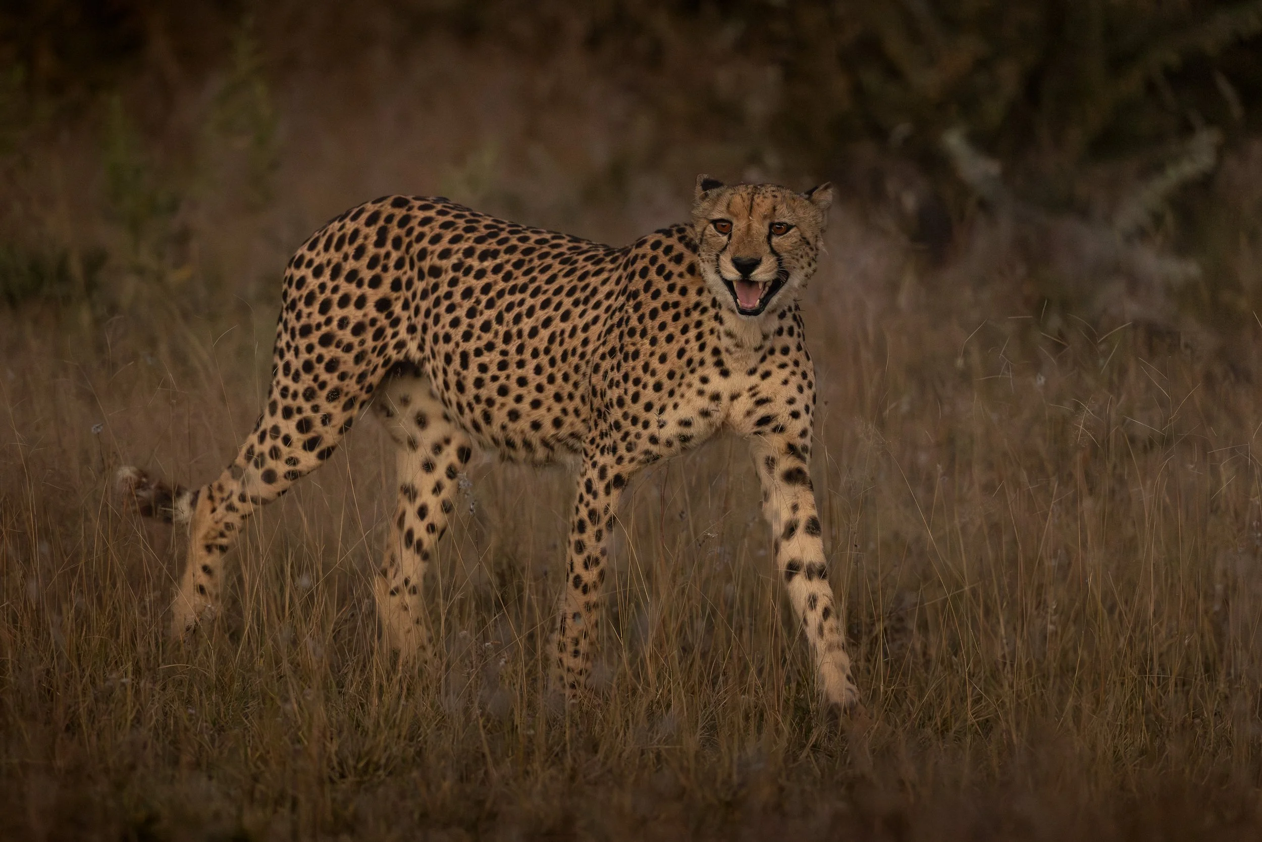 A cheetah walking through tall grass in a natural habitat at dusk or dawn.