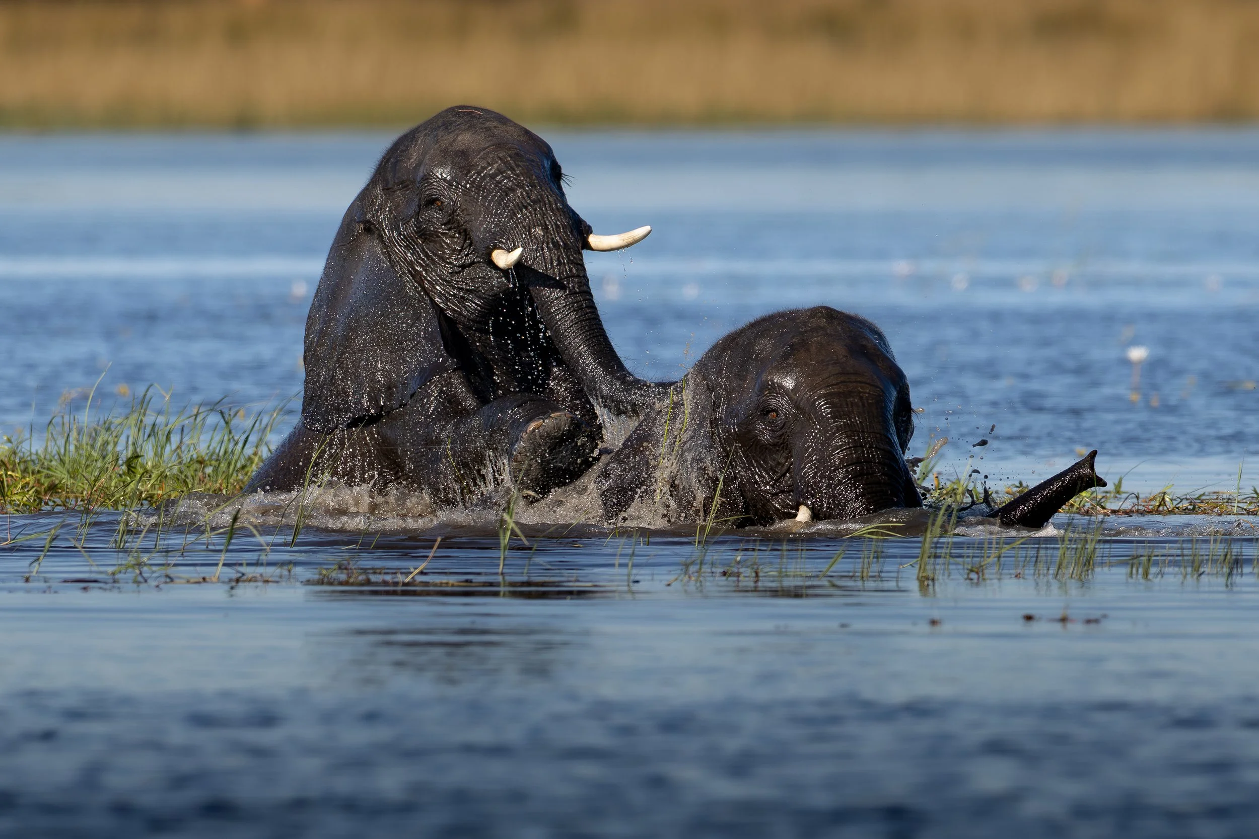 Two young elephants playing in a body of water, with one elephant partially submerged and the other splashing water.