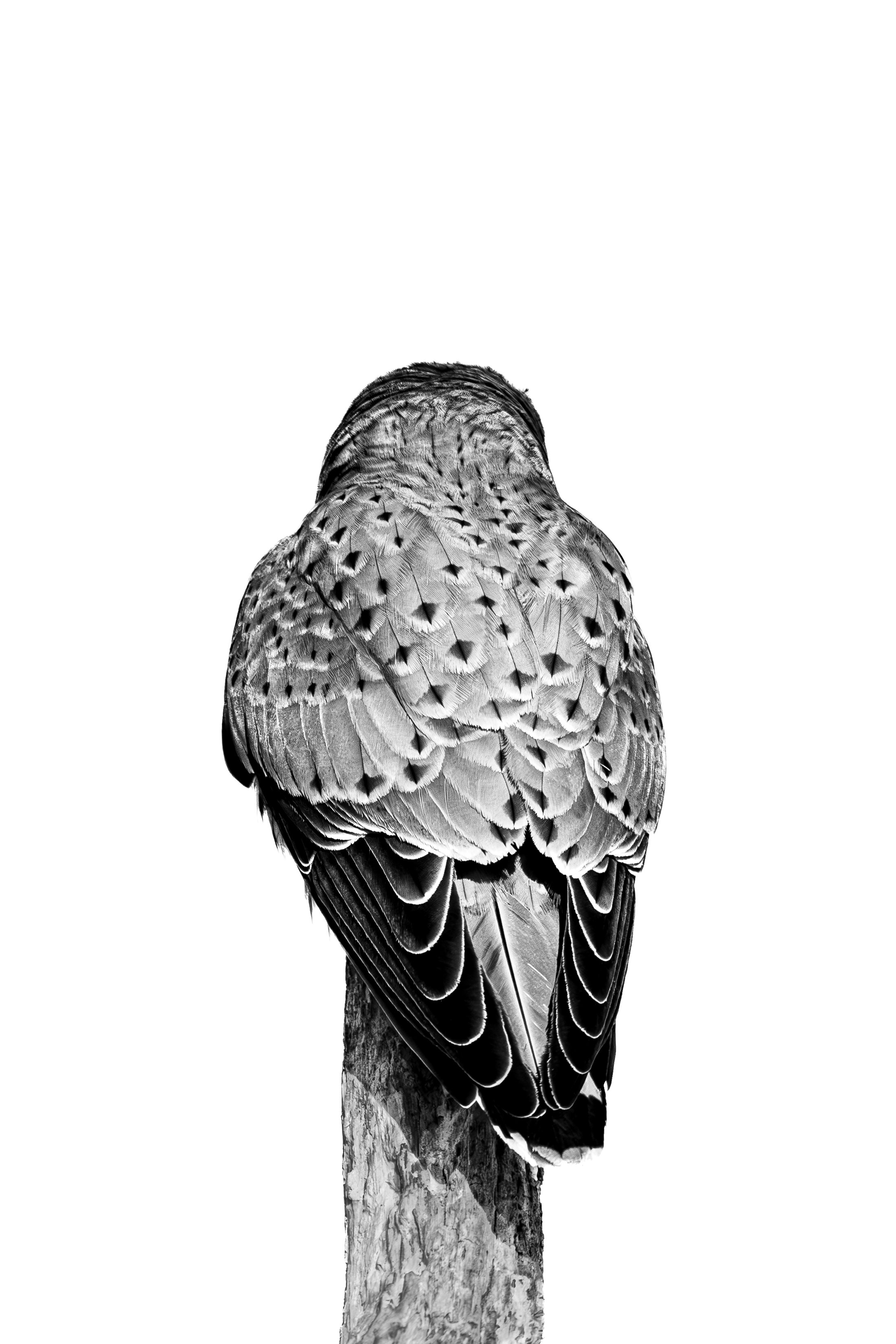 _J7A7655-Enhanced-NR.jpg