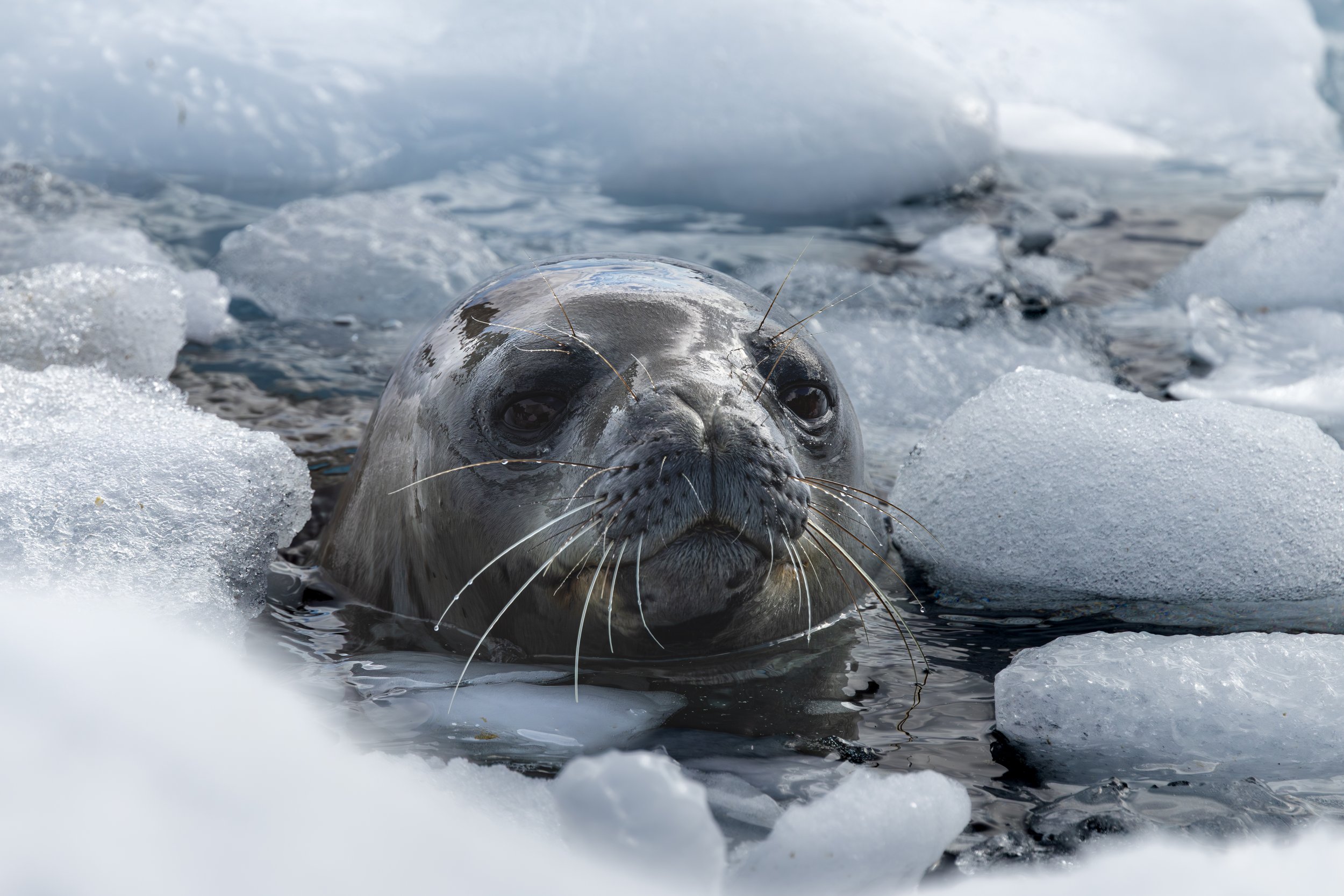 A seal swimming in icy waters surrounded by chunks of ice.