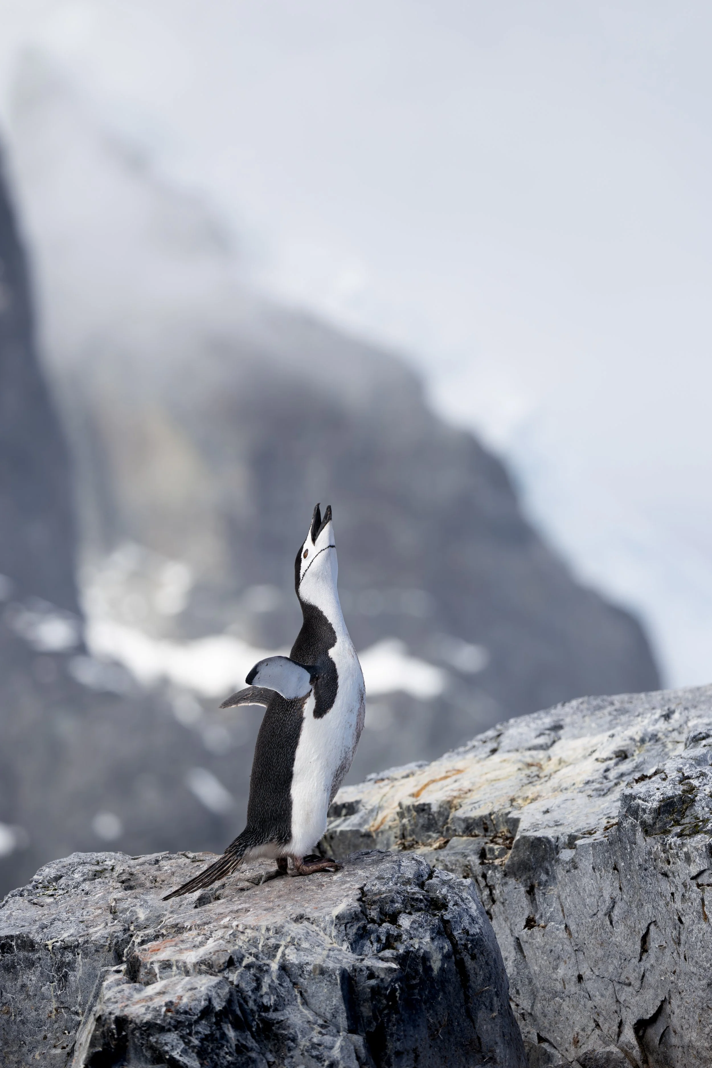 A jumping penguin on rocky terrain with a mountainous, snow-covered backdrop and cloudy sky.