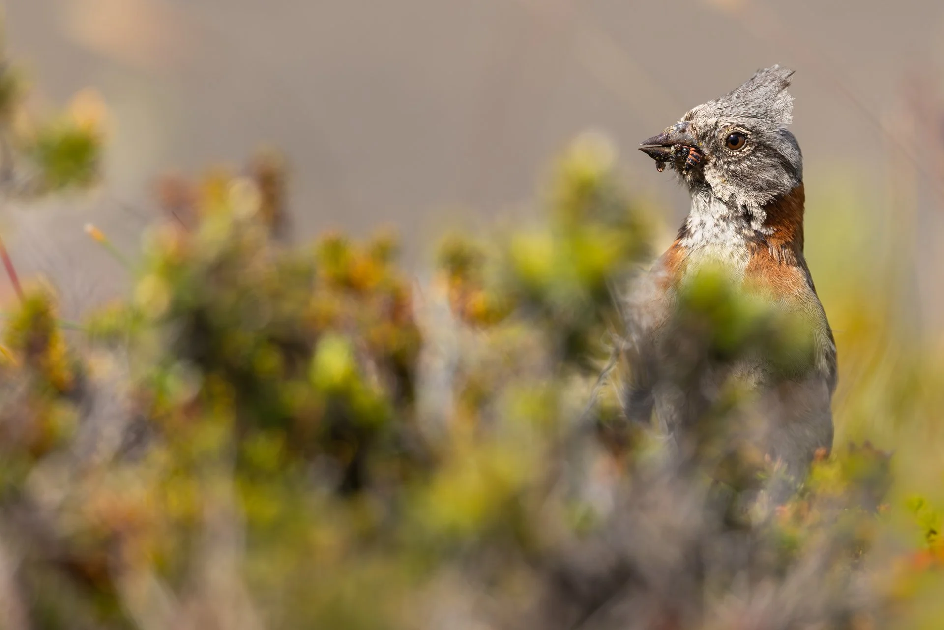 Close-up of a bird with a insect in its beak, surrounded by blurred greenery.