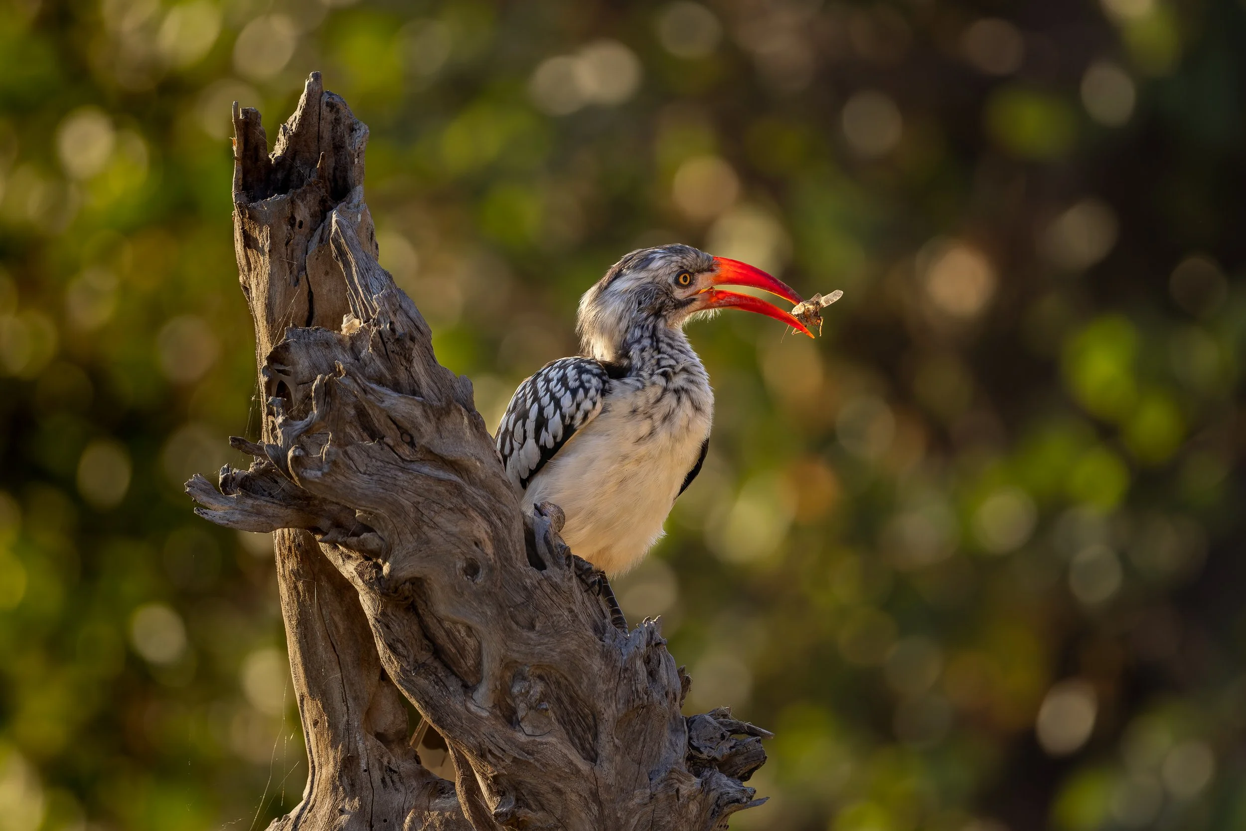 A woodpecker with black and white feathers and a bright red beak holding an insect in its beak, perched on a weathered tree trunk with a blurred green background.