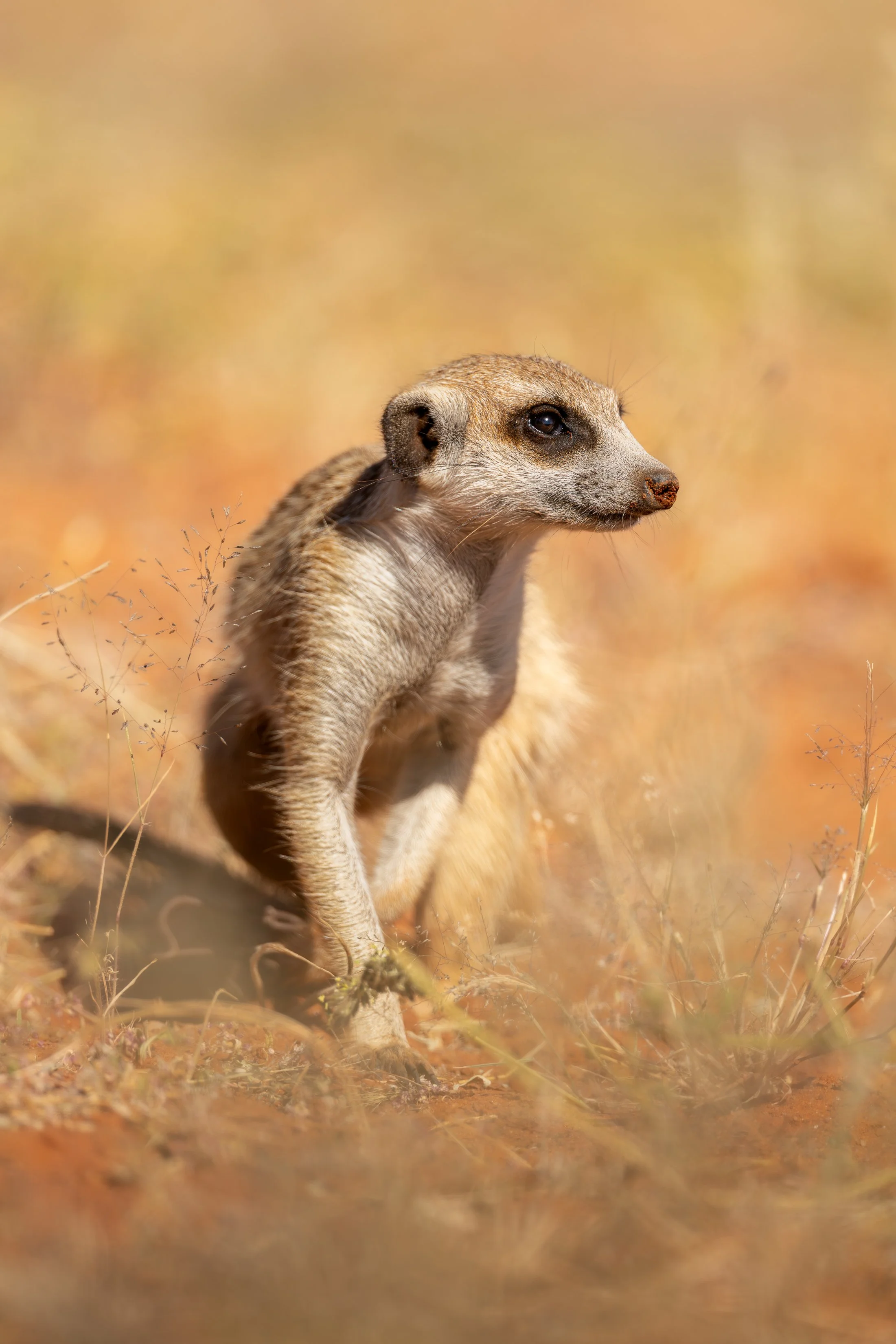A meerkat standing on the ground amidst dry grass and dirt, looking alert.