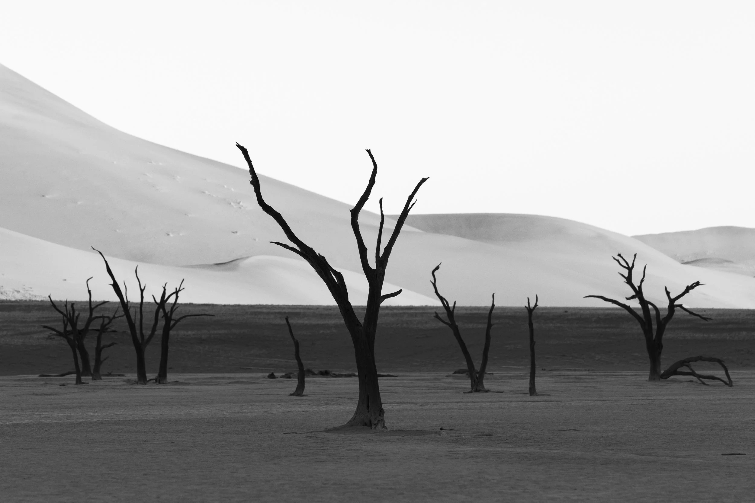 _5II4811.jpg