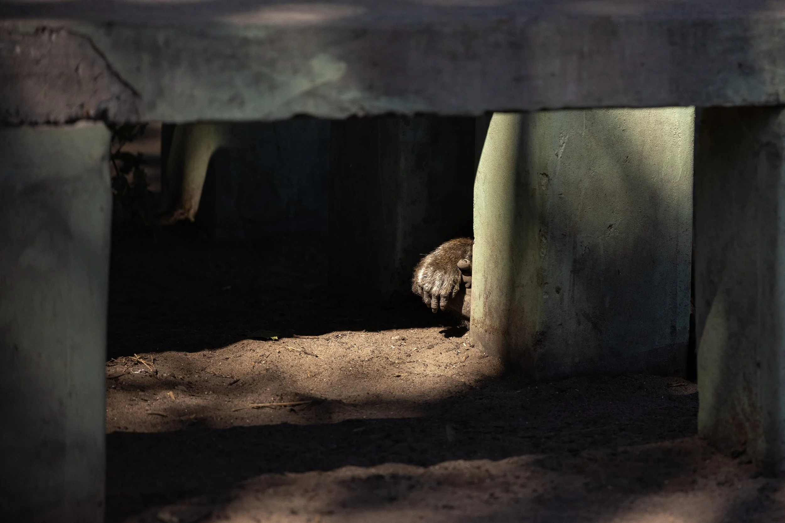 A small animal, possibly a mole, peeking out from a hole beneath a wooden structure, with its paw visible.