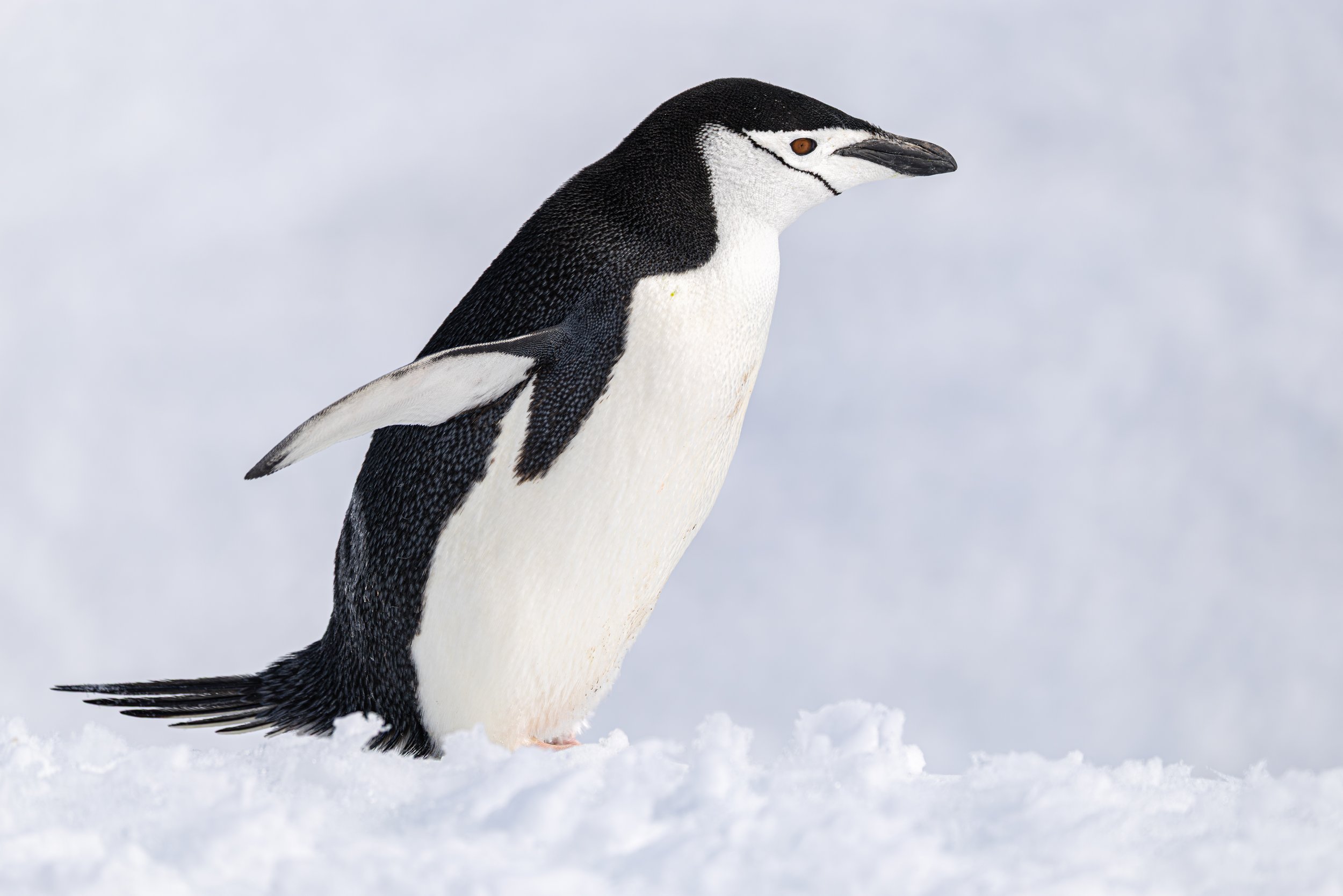 A penguin standing on snow with its body slightly turned to the right, showing black and white feathers and a distinctive black stripe across its eyes.