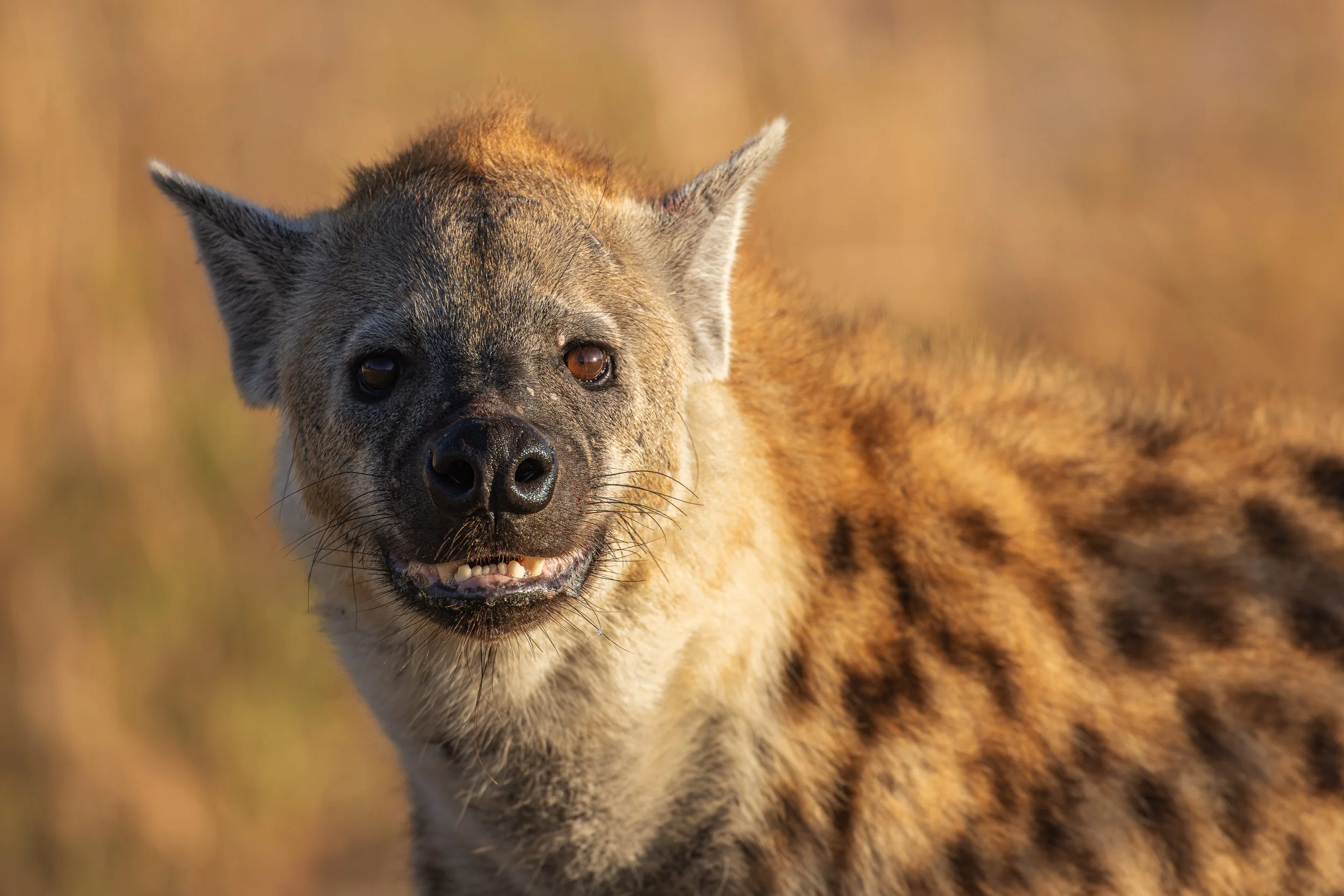 A wild animal, possibly a painted dog or hyena, running across a natural landscape with a blurred background, showing its face and part of its body.