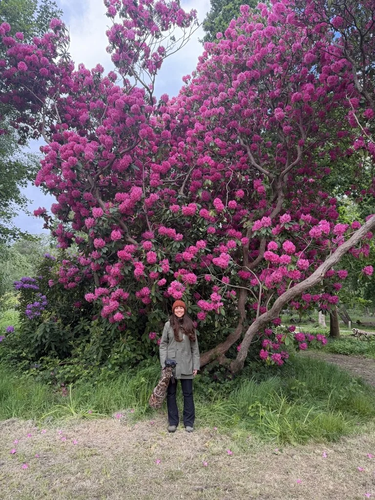 A woman standing in front of a large pink flowering shrub in a garden or park, holding a bag, wearing a gray coat, black pants, and a brown hat, with pink petals on the ground.