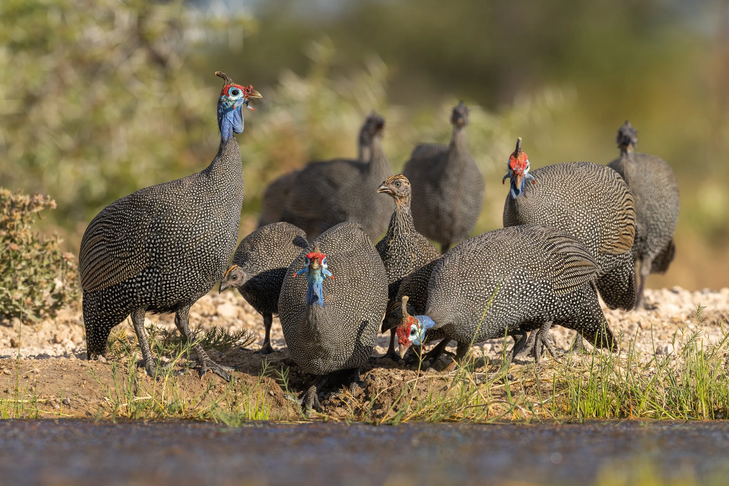 A group of black grouse, including males with colorful red and blue facial wattles, in a natural habitat with grass and shrubs.