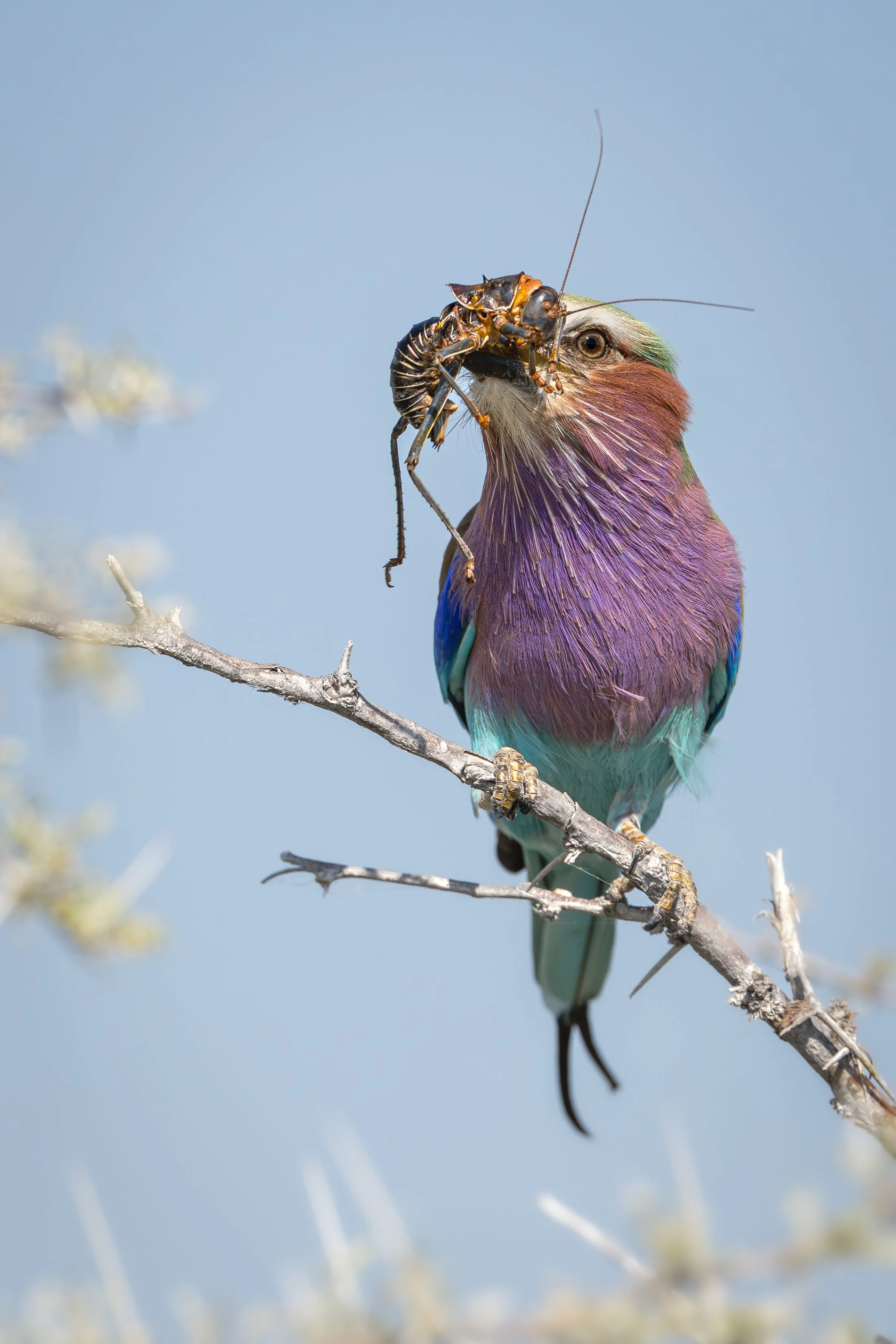 A colorful bird, possibly a lilac-breasted roller, perched on a thin branch, holding a large insect in its beak.