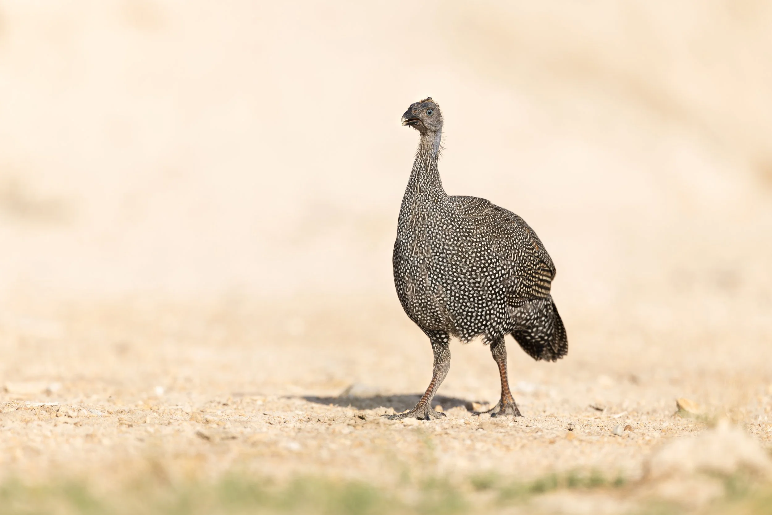 A speckled guinea fowl standing on sandy ground in a natural outdoor setting.