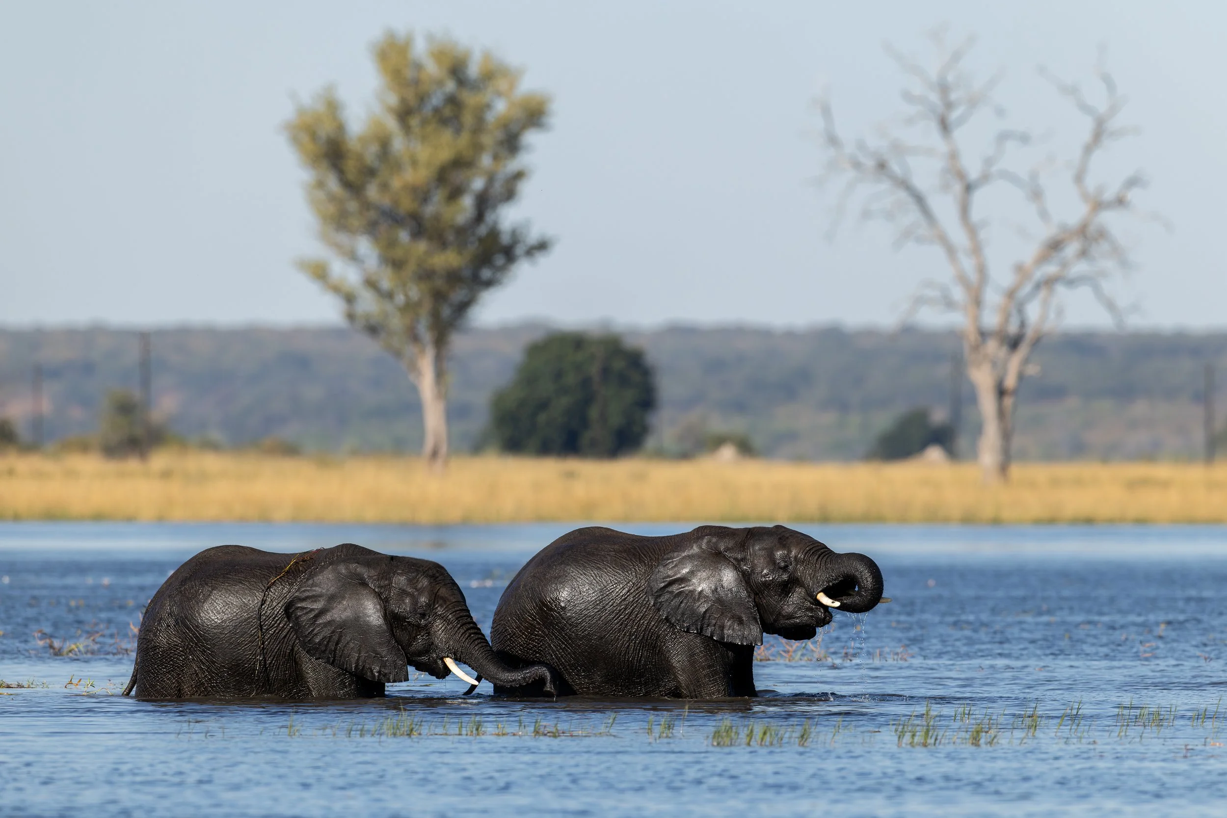 Two elephants standing in water with trees and a distant landscape in the background.
