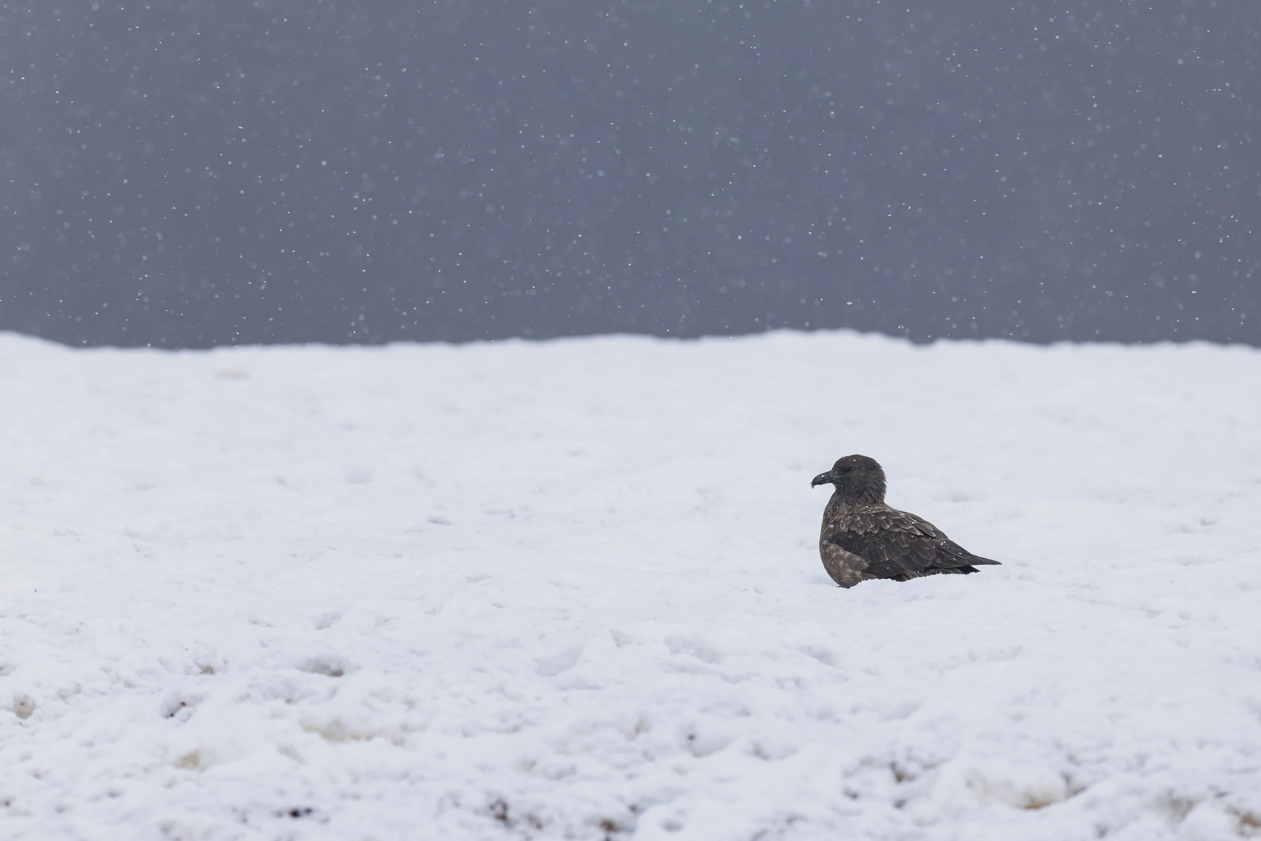 A single bird, possibly a hawk or eagle, standing on snow-covered ground with a snowy sky and snowflakes falling in the background.