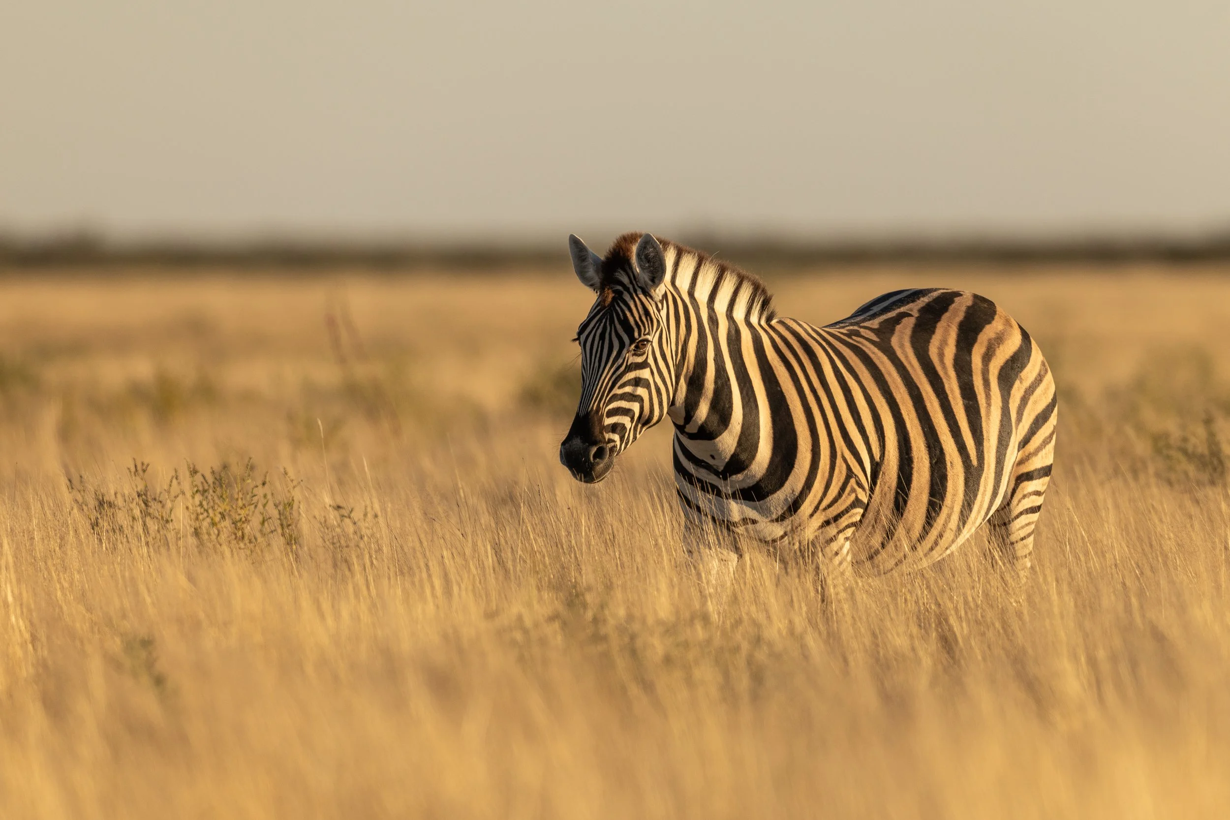 A zebra standing in a grassy plain during sunset or sunrise.