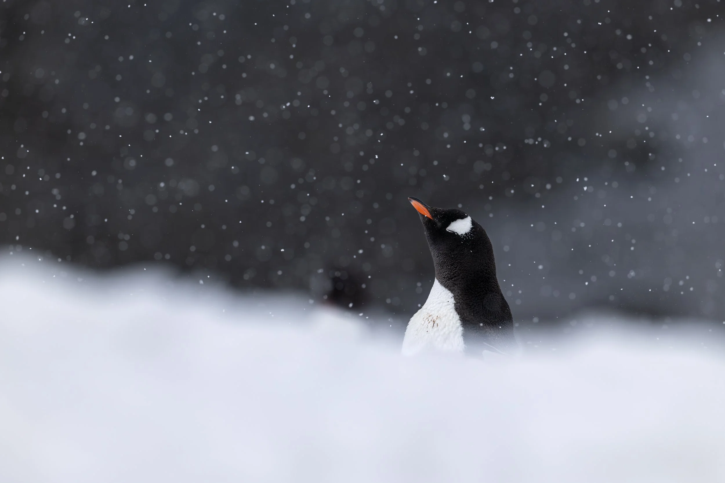 A penguin standing on snow with a dark, snowy background, looking upward, with snowflakes falling around.