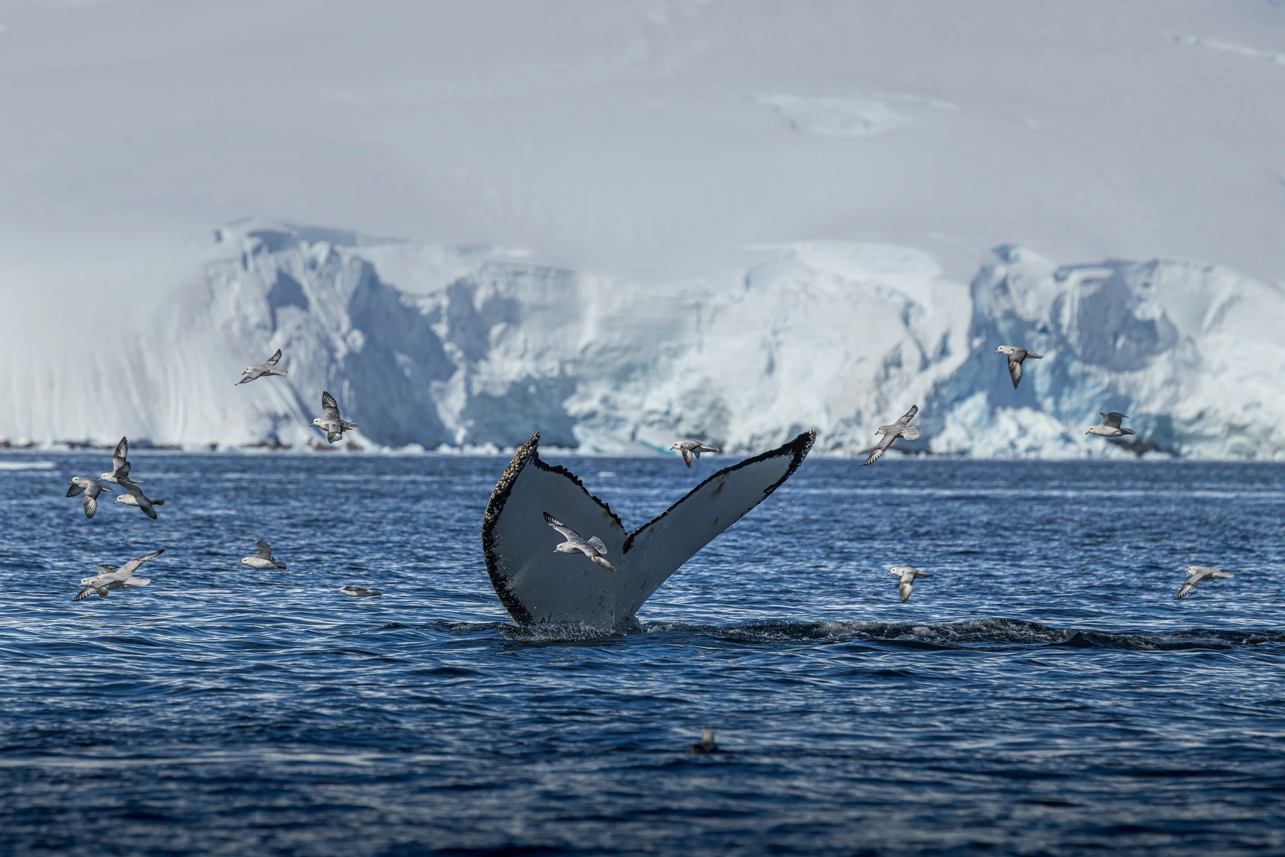 A whale's tail emerging from the ocean with birds flying above and icebergs and snowy mountains in the background.