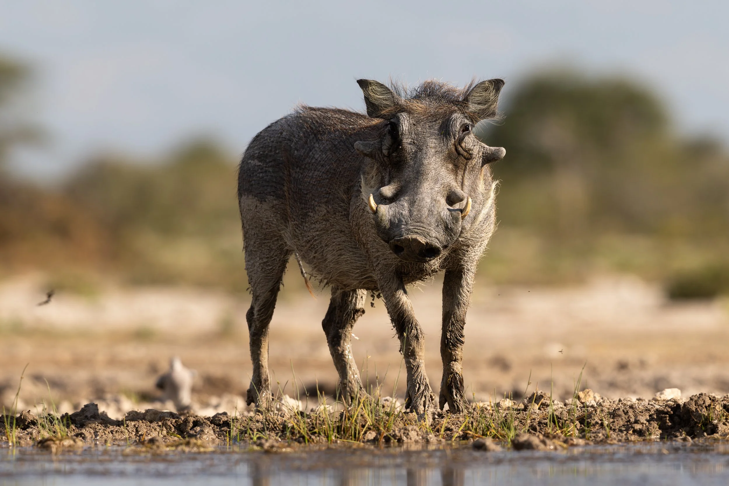 A warthog standing near a water puddle in a natural outdoor setting with trees in the background.