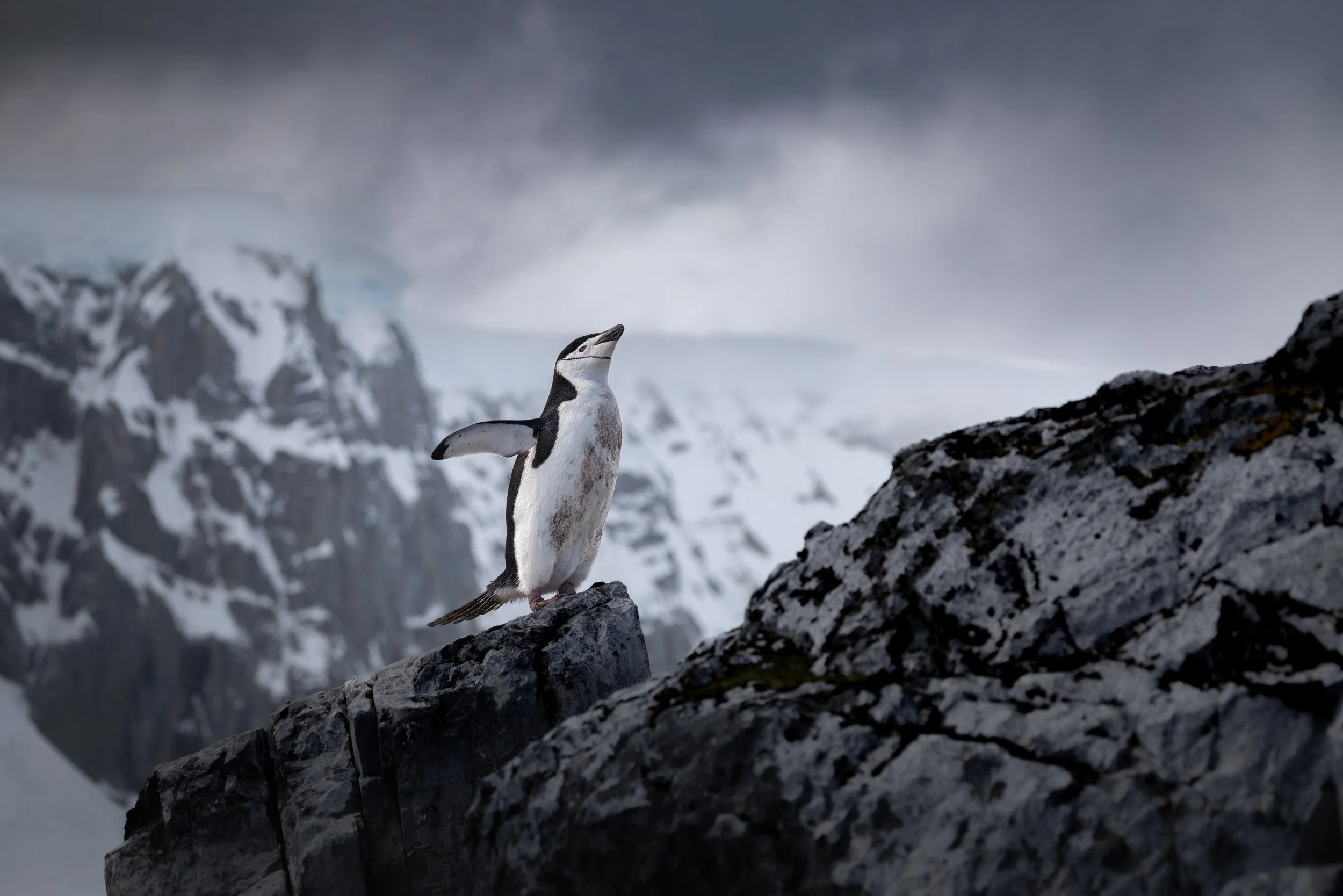 A penguin standing on a rocky outcrop in a snowy, mountainous landscape with a cloudy sky above.