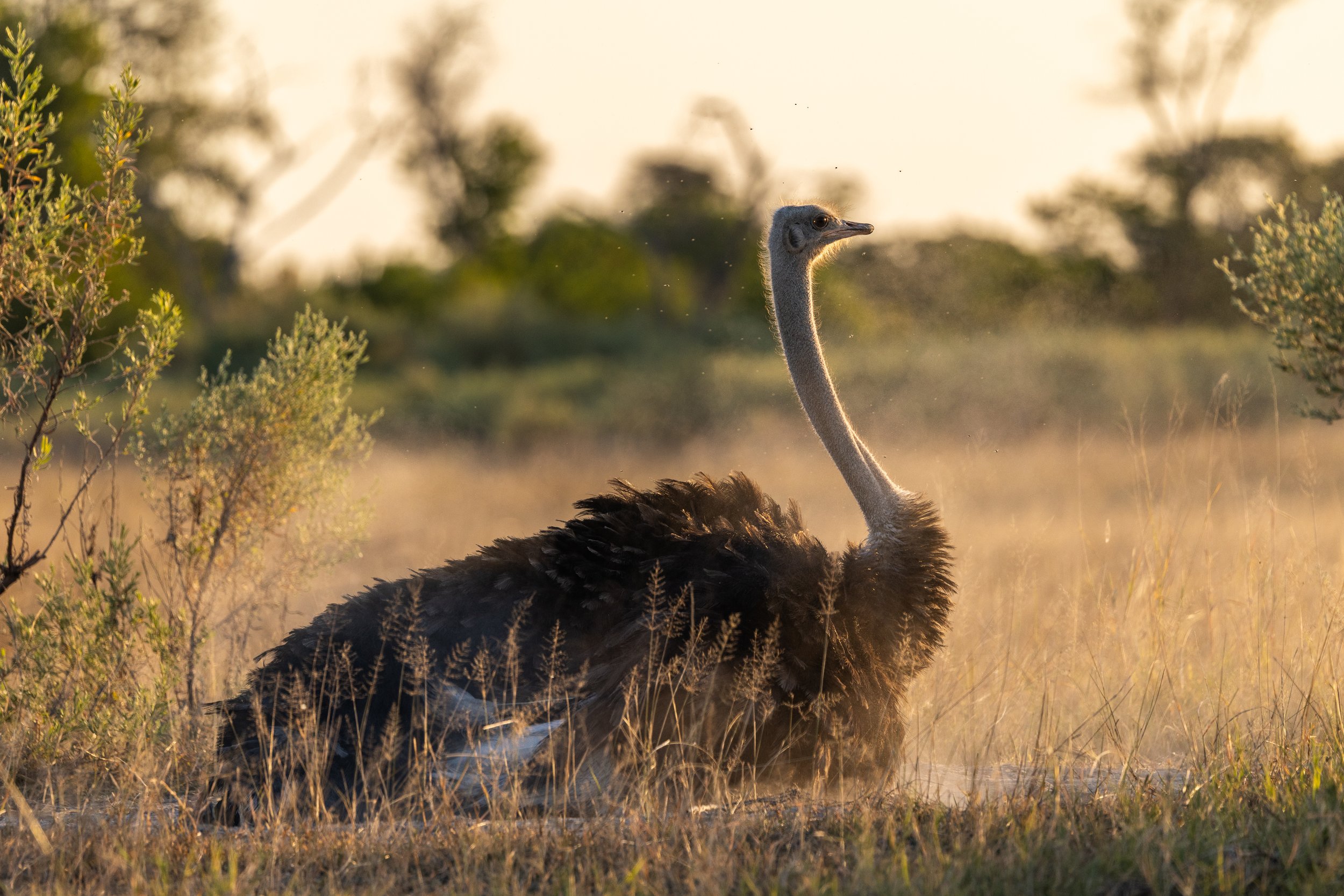 A tall ostrich standing with its head up in a grassy field during sunset, surrounded by small bushes.