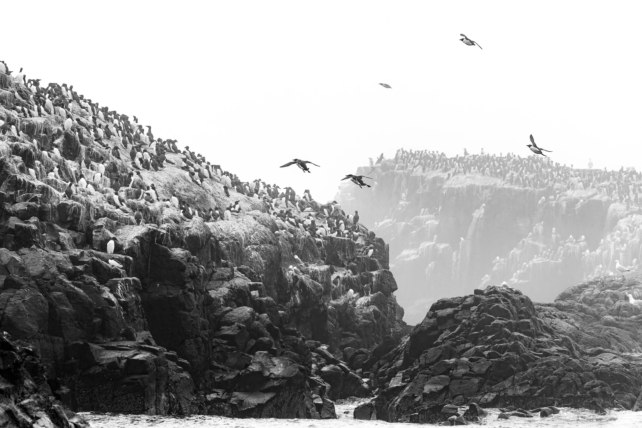 Cliffs with many seabirds, some flying above, in black and white.