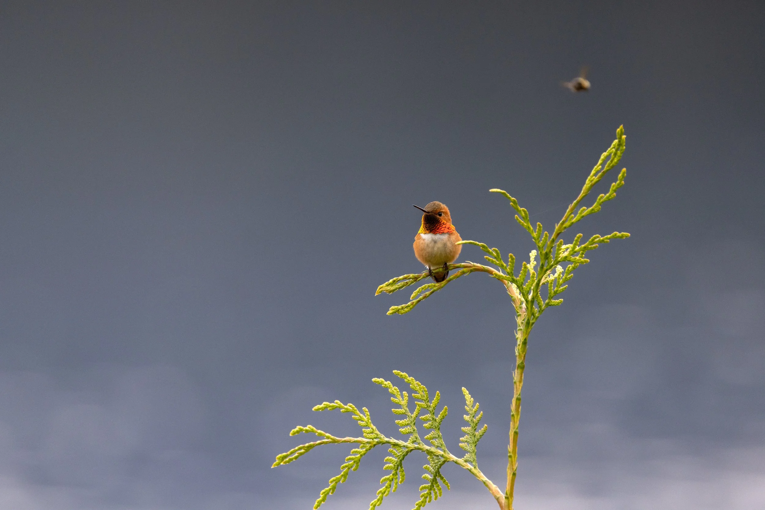 _N9A6521-Edit-Edit.jpg