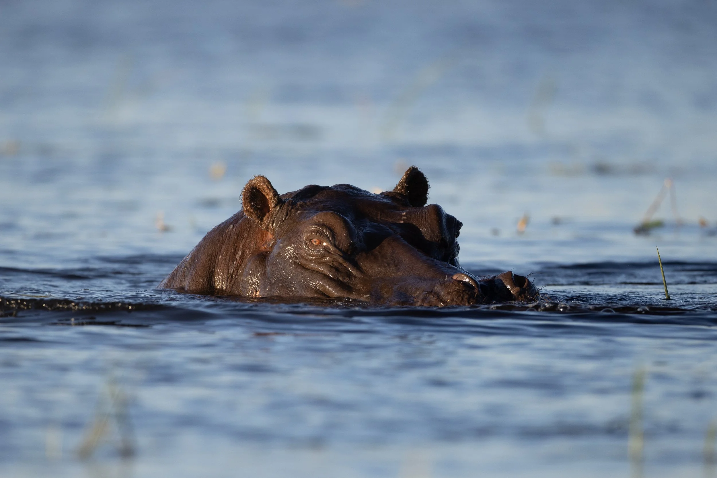 A close-up of a hippopotamus partially submerged in water, with just its head and part of its back visible, during daylight.