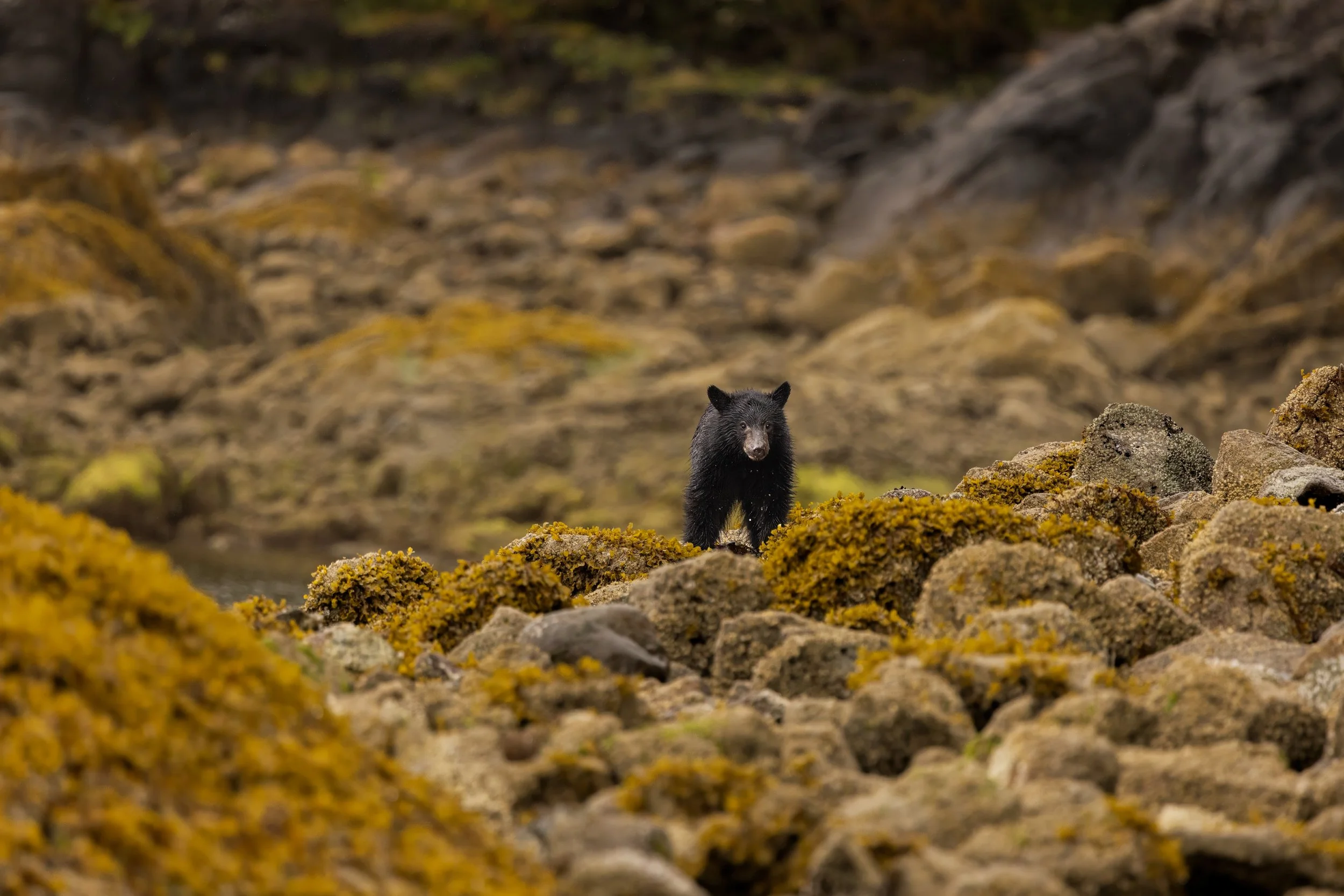 A black bear standing on moss-covered rocks in a rocky terrain.