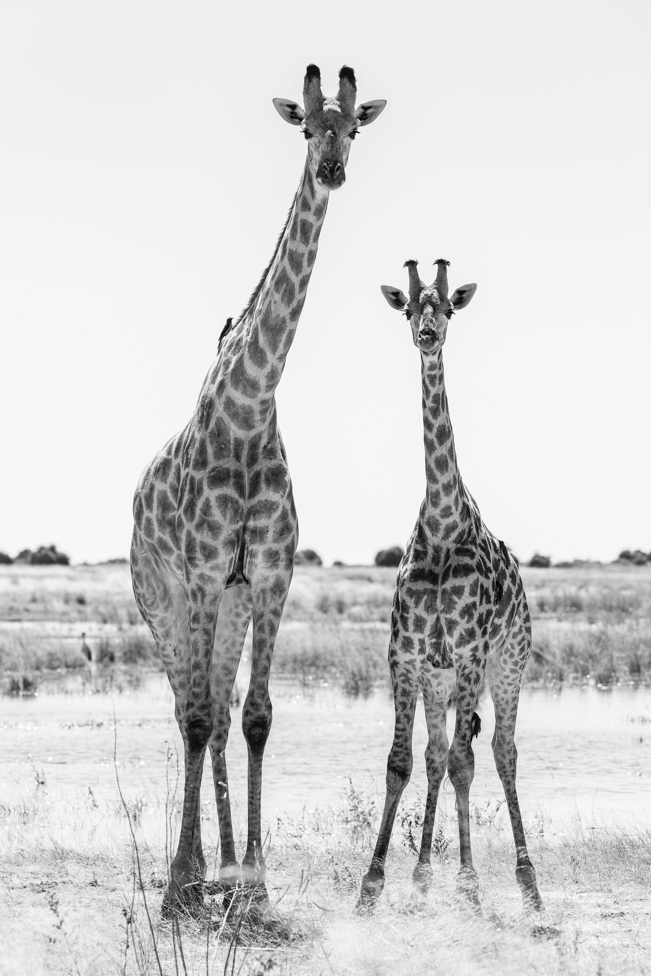 _5_15763 copy.jpg
