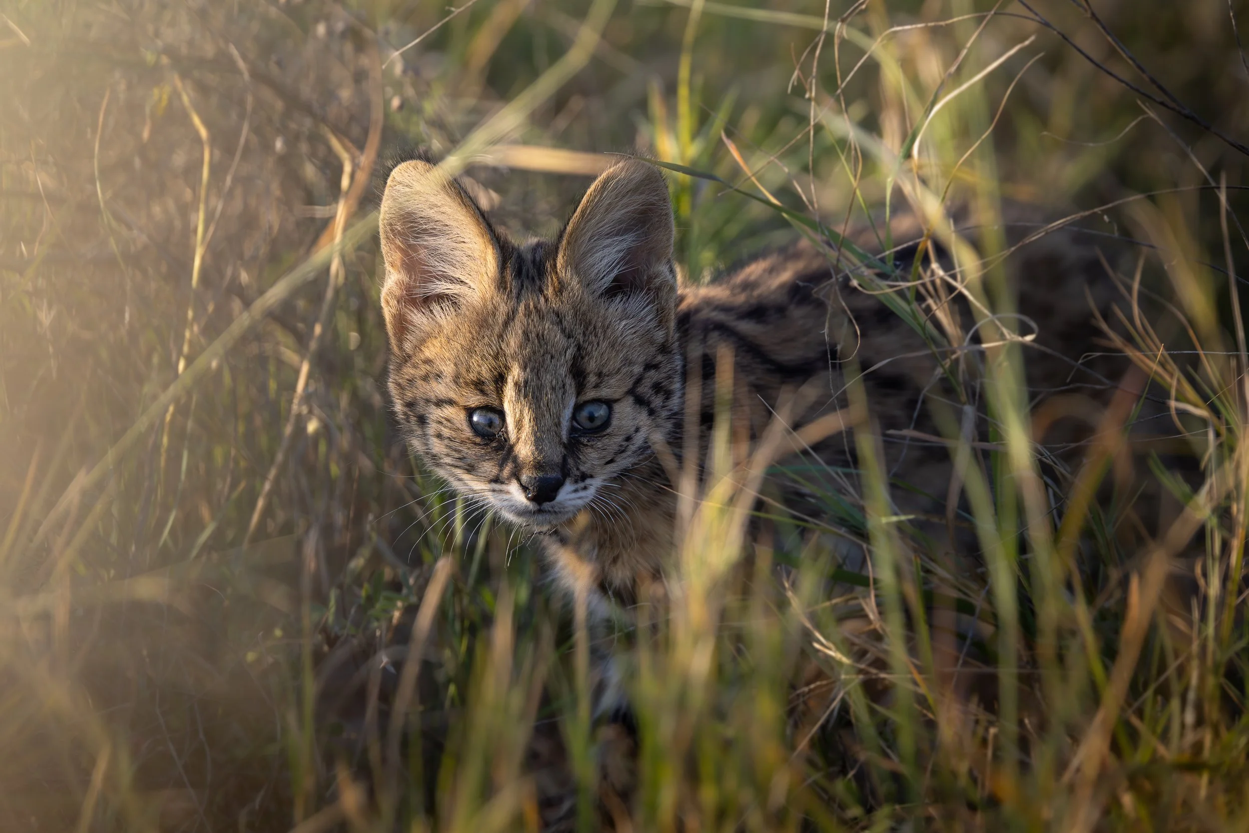 A young wildcat with blue eyes crouching among tall grass in a natural setting.