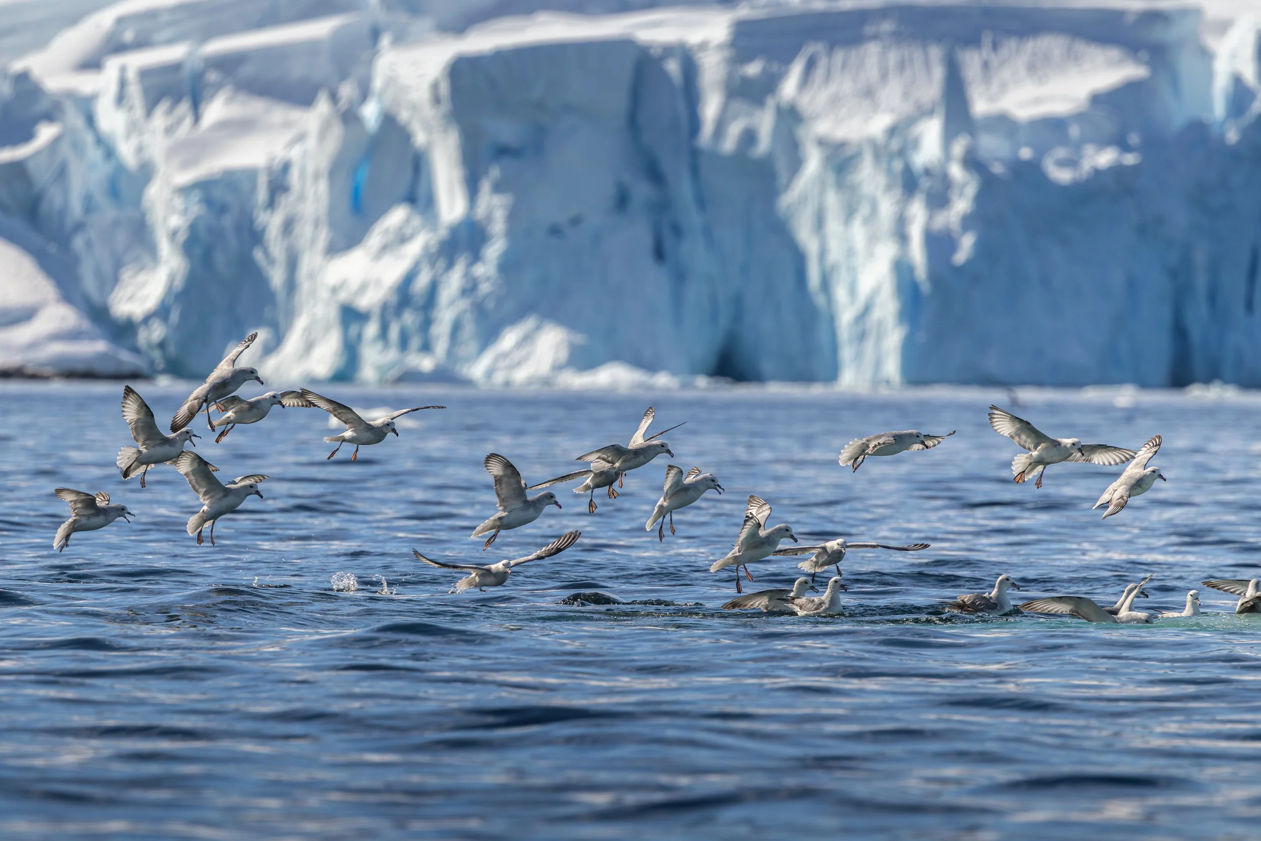Seagulls flying over icy ocean with large icebergs in the background.