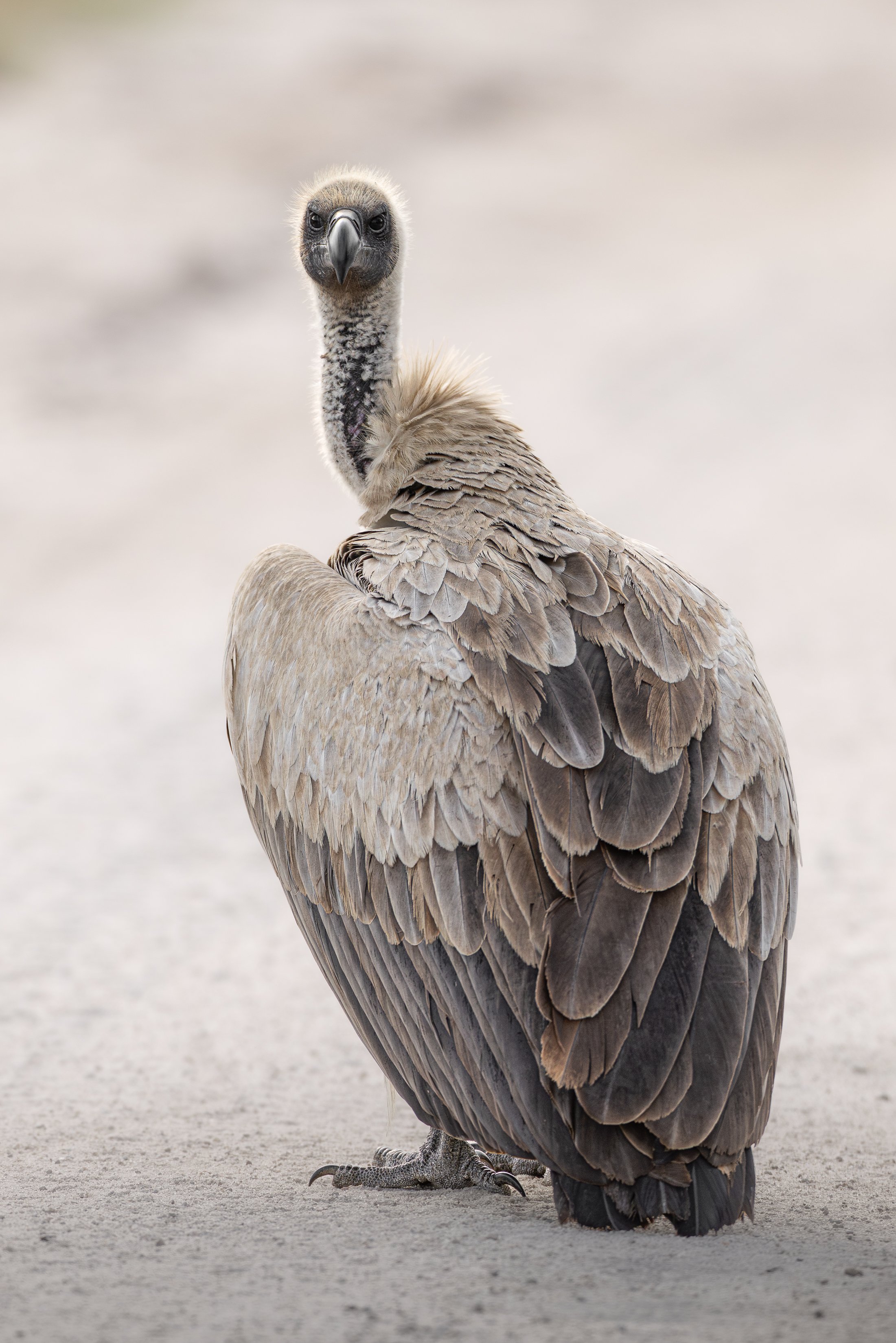 Close-up of a vulture with a light brown body, black beak, and dark eyes, standing on a sandy surface with a blurred background.