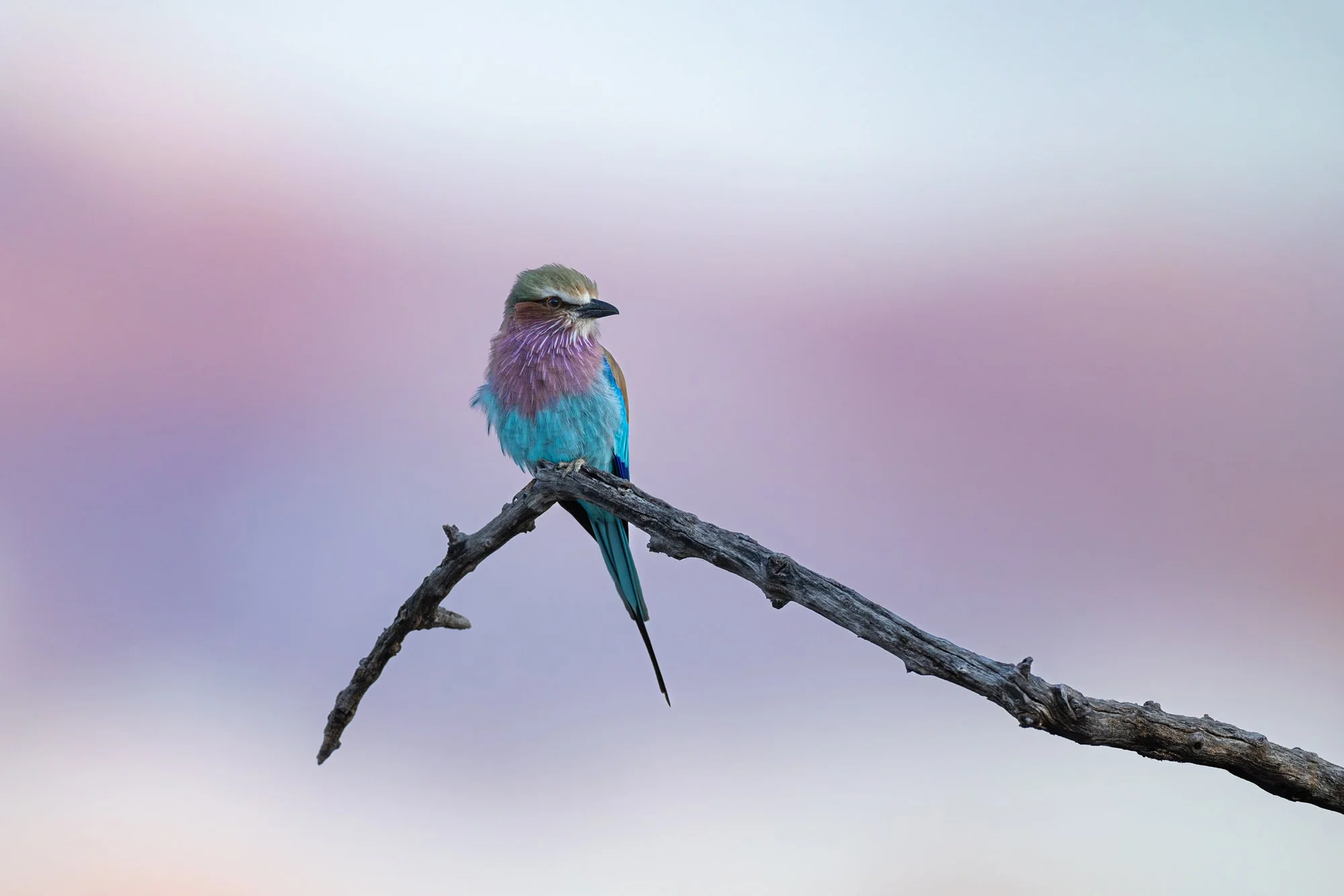 Colorful bird perched on a branch against a soft, pastel sky.