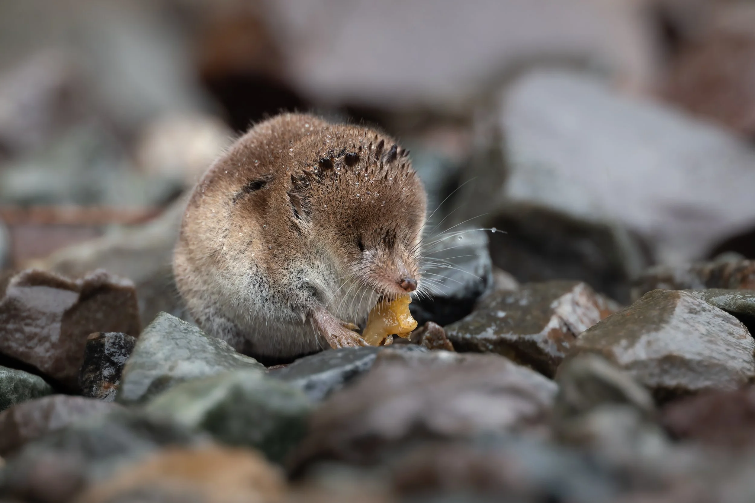 Close-up of a mink on a rocky surface eating a piece of food, with a blurred background.
