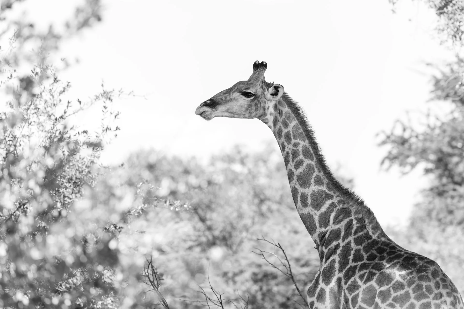 A black and white photograph of a giraffe with its head lifted, viewing from the side with blurred trees and foliage in the background.