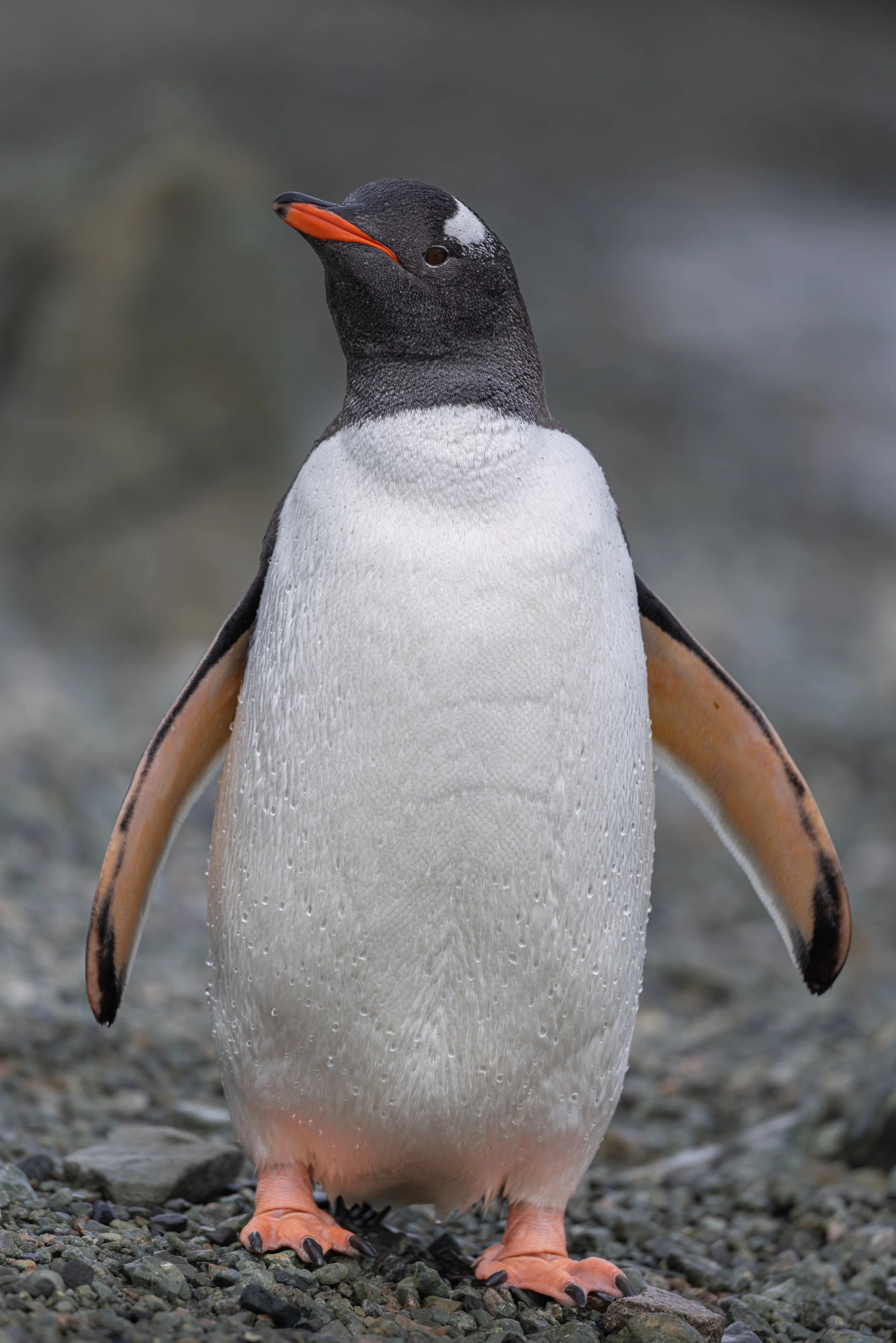 A close-up of a penguin standing on a rocky surface, with a blurred background. The penguin has a black head with a white patch above its eye, orange beak, white belly, and orange feet.
