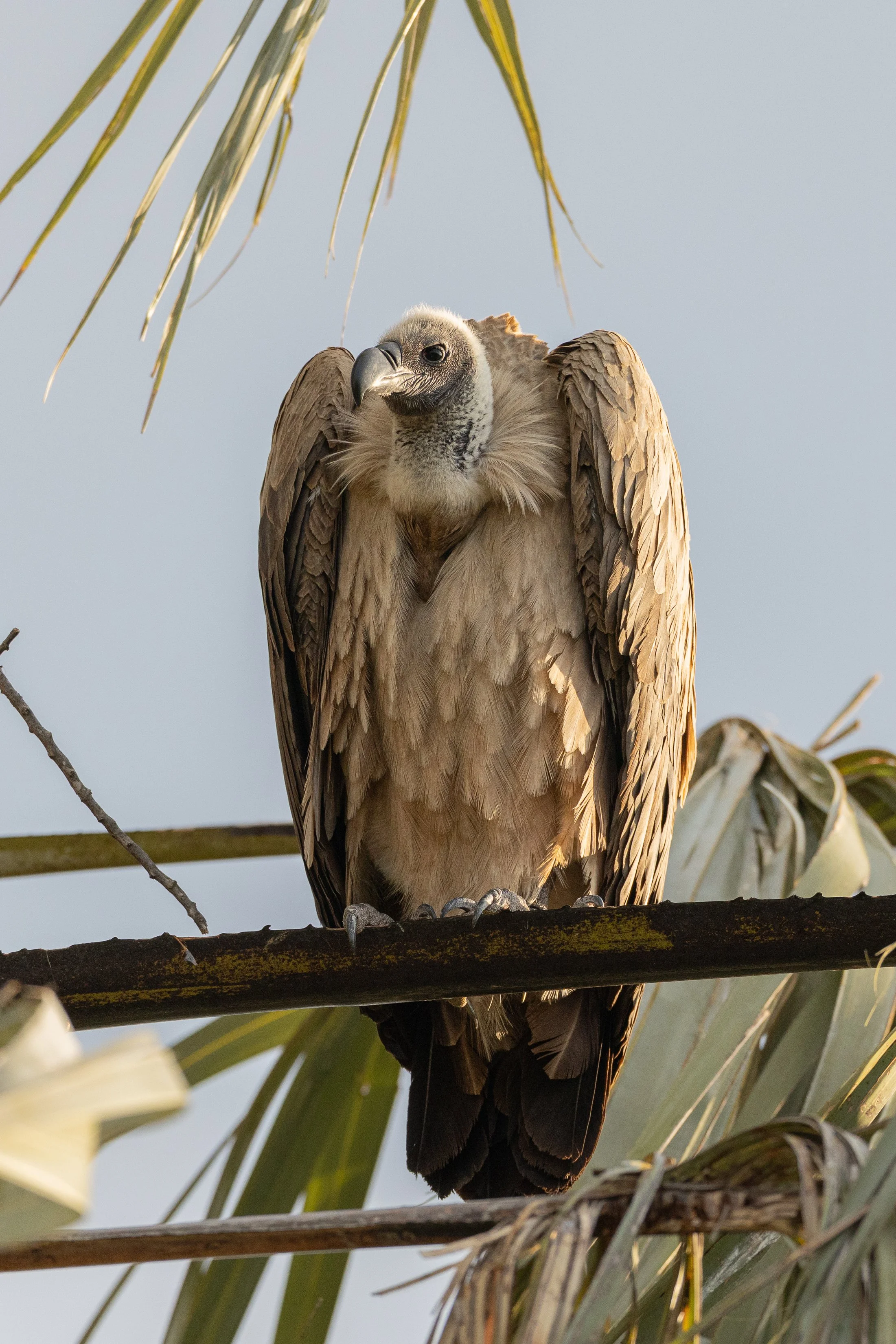 A vulture perched on a tree branch, with long green leaves and a cloudy sky in the background.