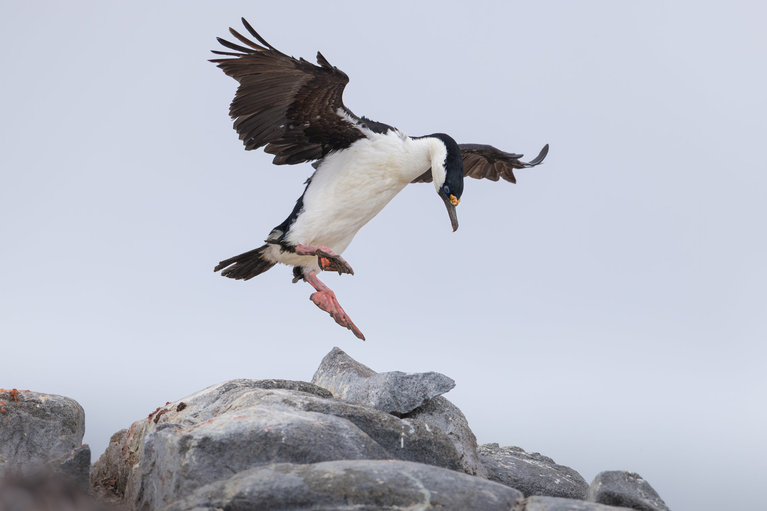 A puffin with black and white feathers, a colorful beak, and pink feet stands on gray rocks against a light blue sky, with its wings spread wide.
