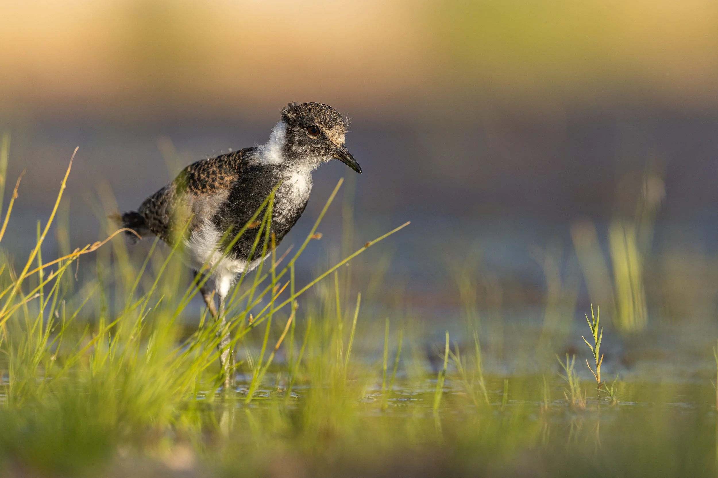 A bird standing in tall green grass near water, with a blurred background of water and sky.