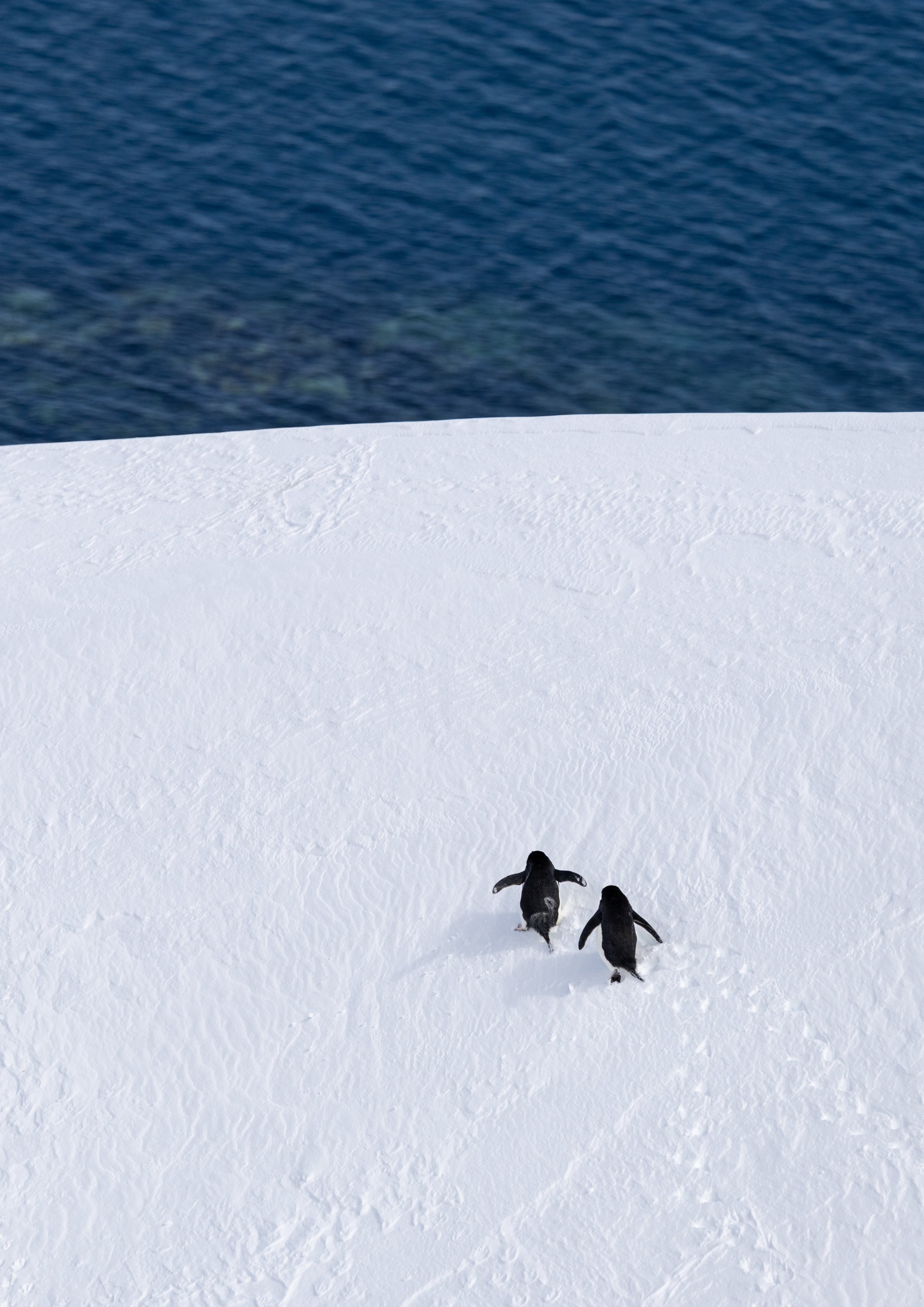 Three penguins walking on snow with a body of water in the background.