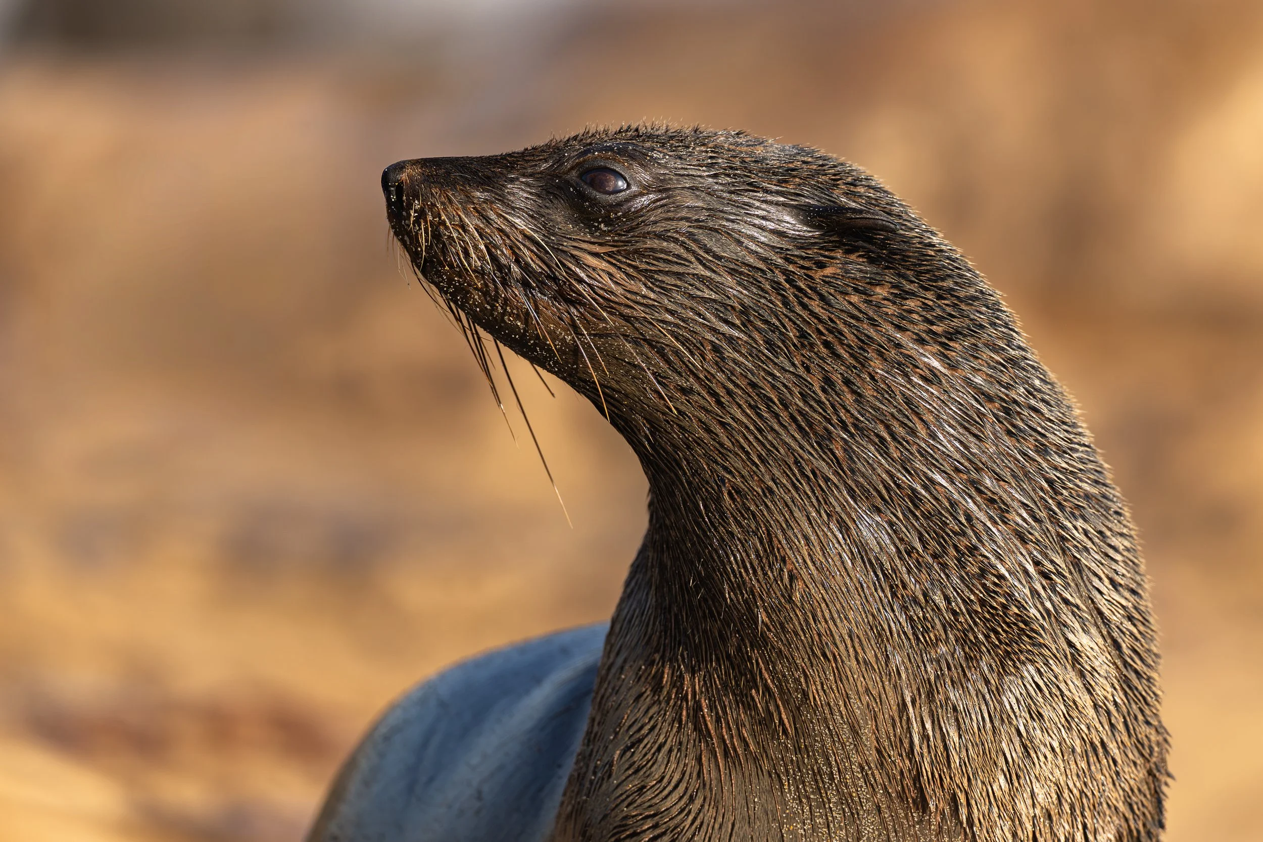 Close-up of a sea otter's head and upper body, showing wet dark brown fur and whiskers, with a blurred background of sandy beach or shoreline.