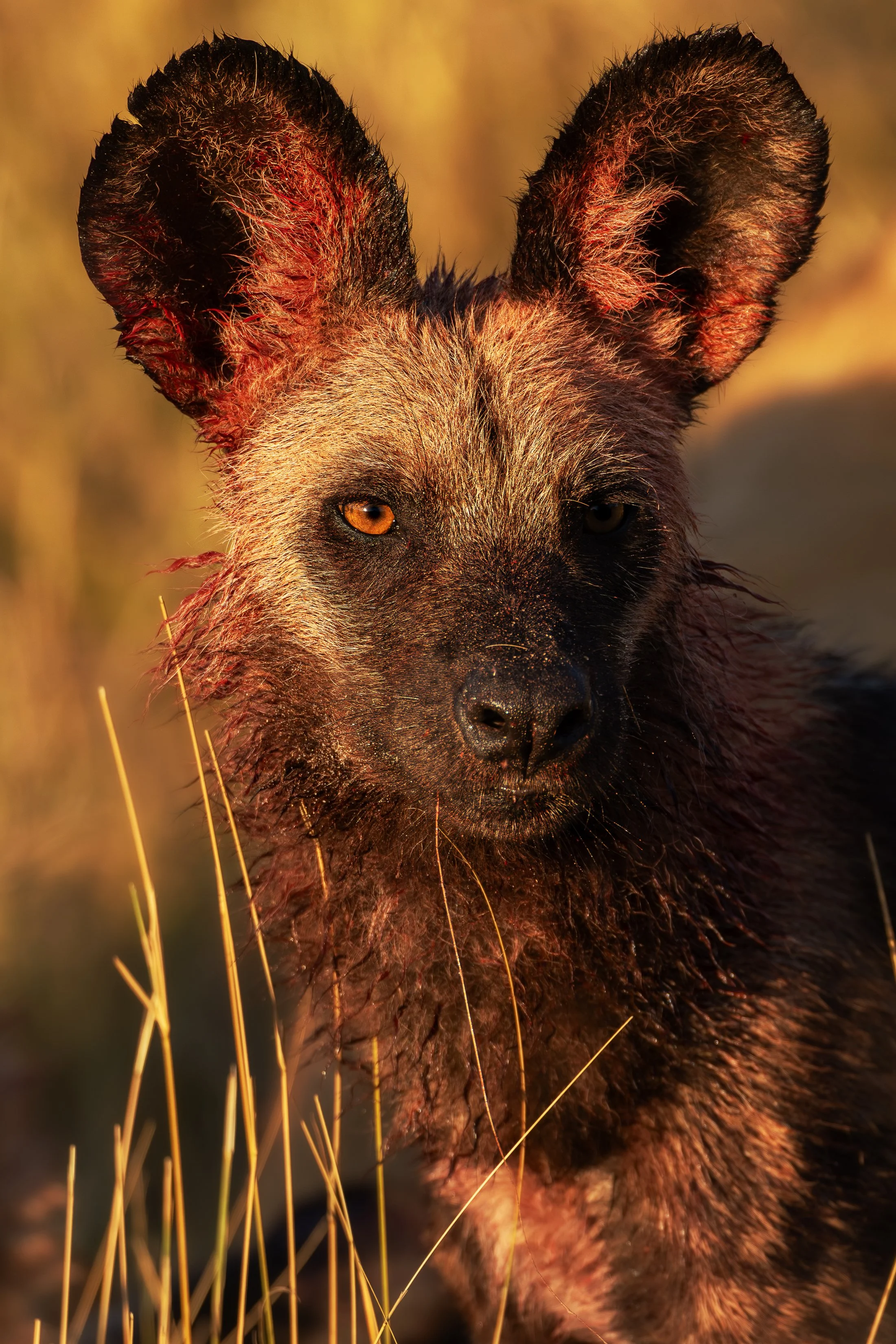 A close-up of a hyena's face with large ears, amber eyes, and wet fur, in a natural habitat during sunset.
